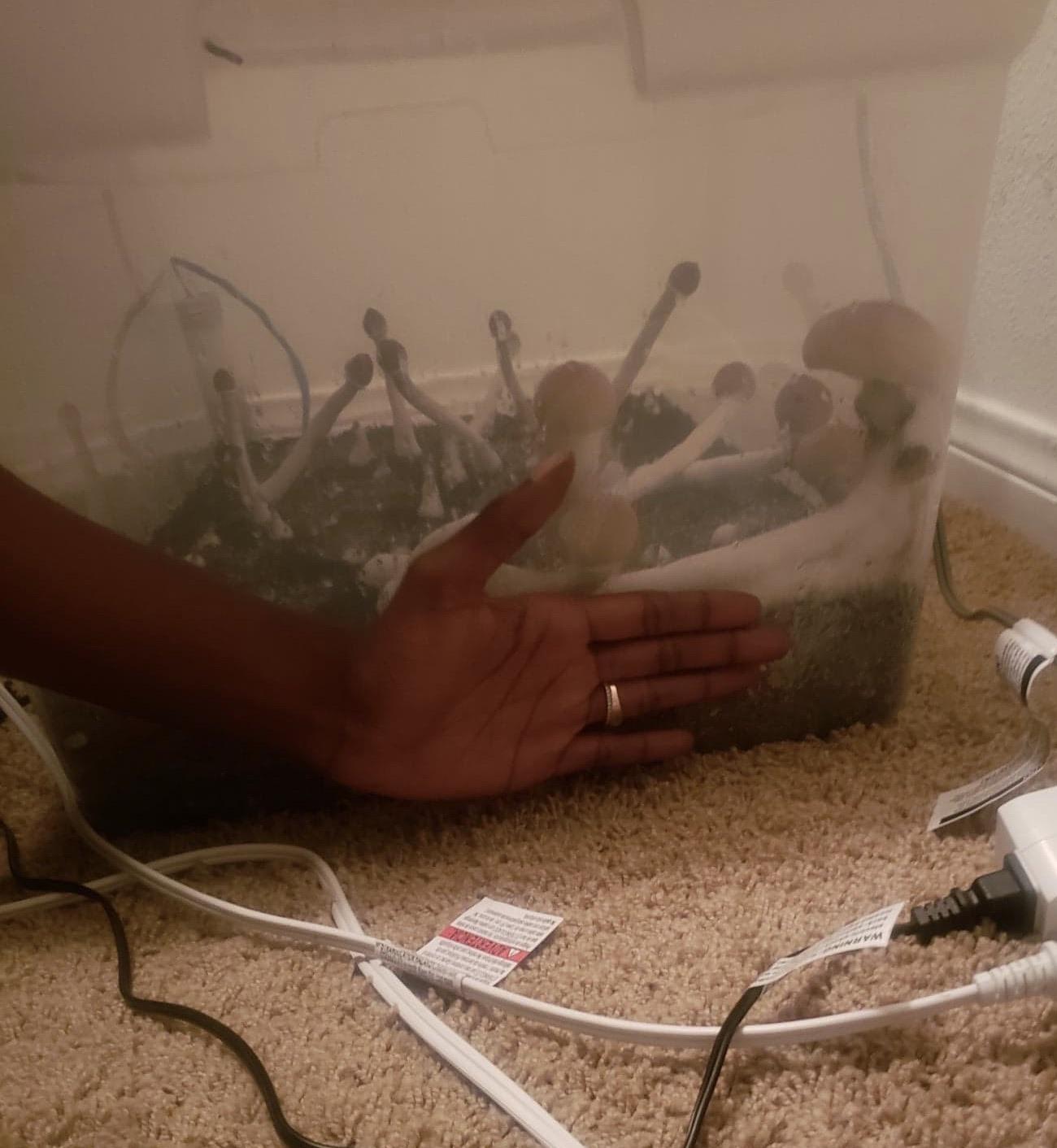 Zombie 🧟‍♂️🍄 tub truly monsters. Hand for scale. r/shrooms