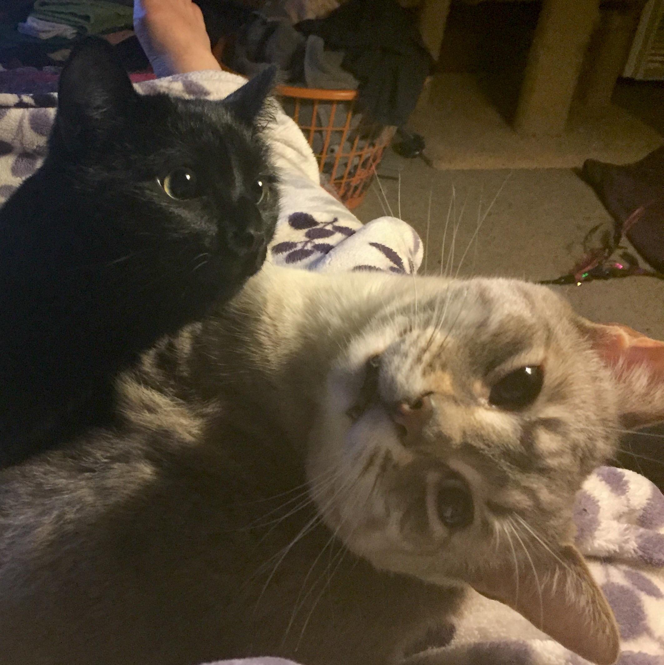 The Abc A K A All Black Cat Is Alarmed To See The Rogue Boop