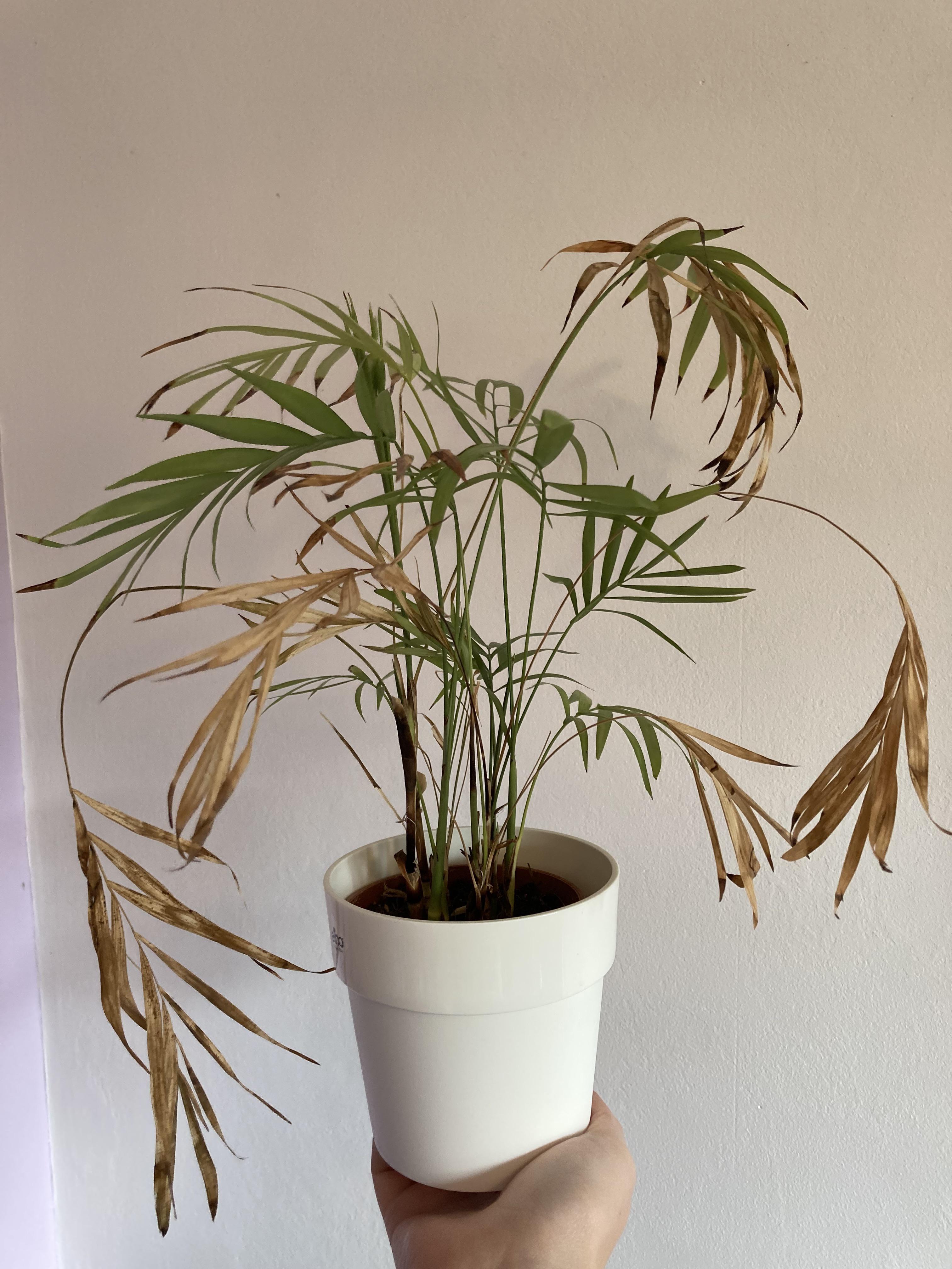 Areca palm dying should i cut off dead leaves? r/houseplants