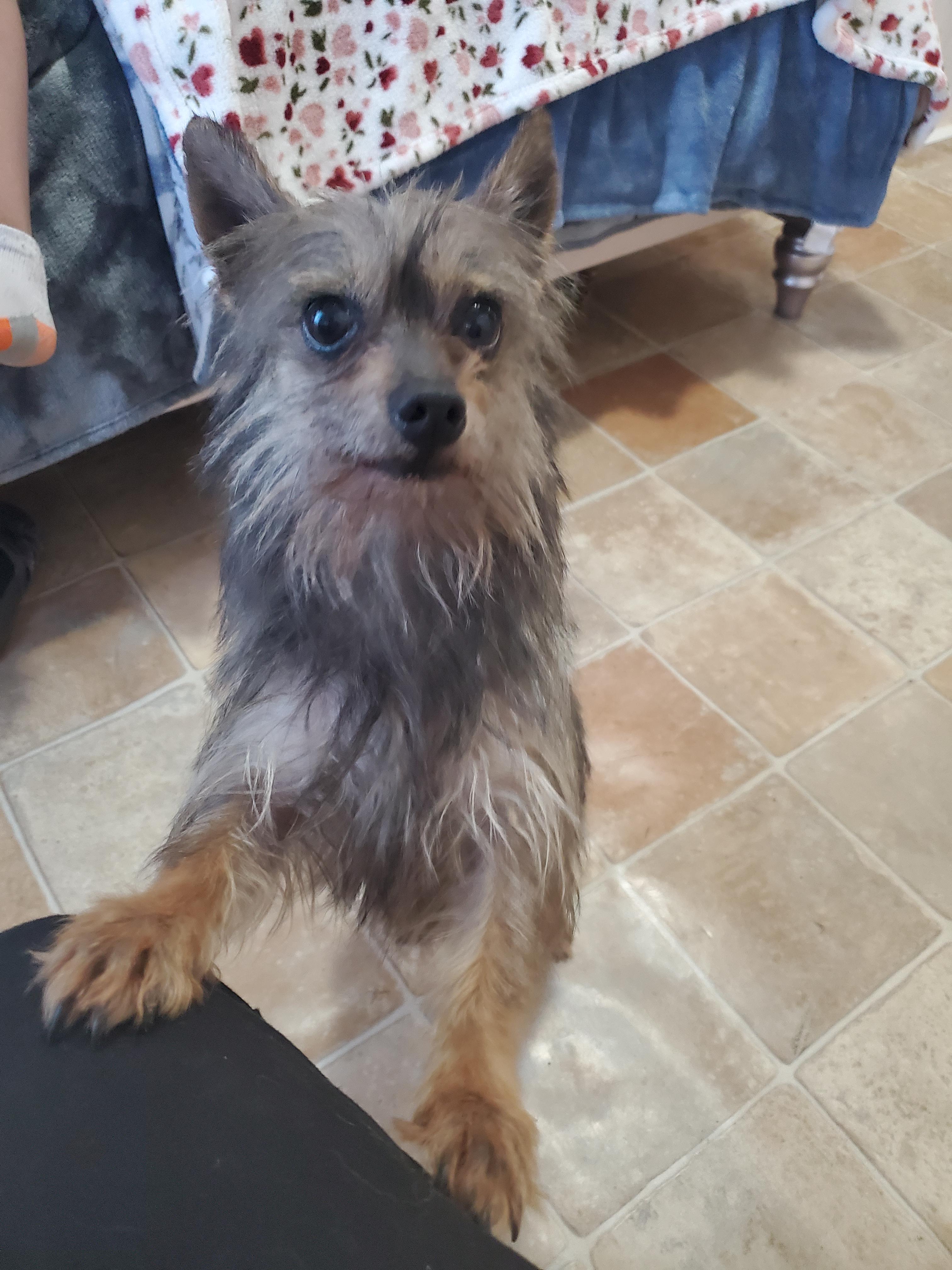 Any idea what breed of dog this is? DogBreeds101