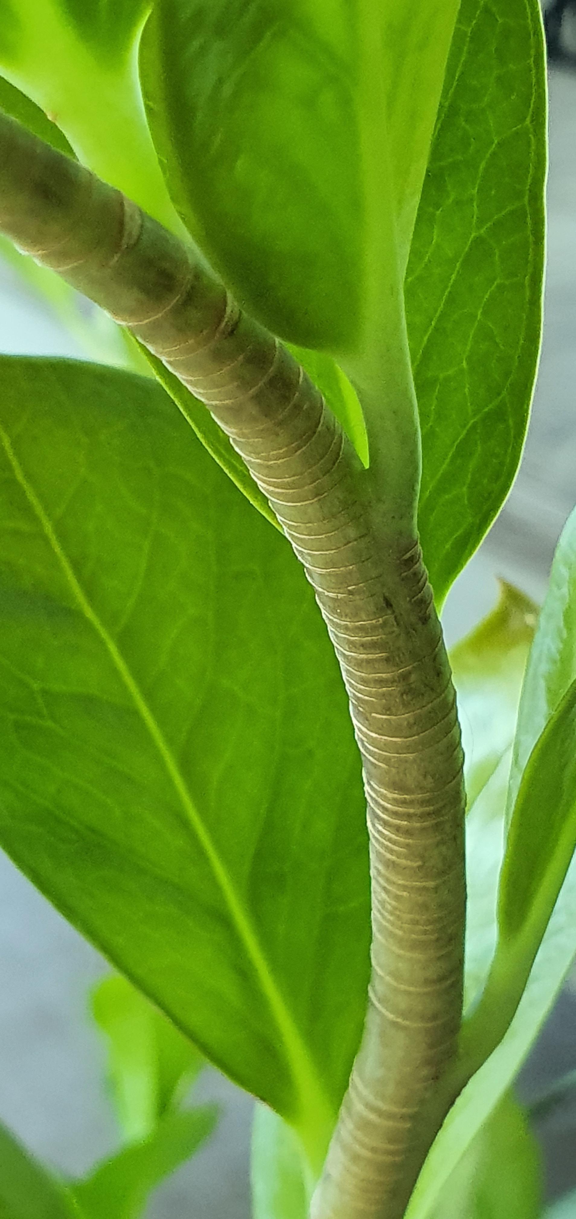 marks on the stem of my ZZ plant ?? r/plantclinic