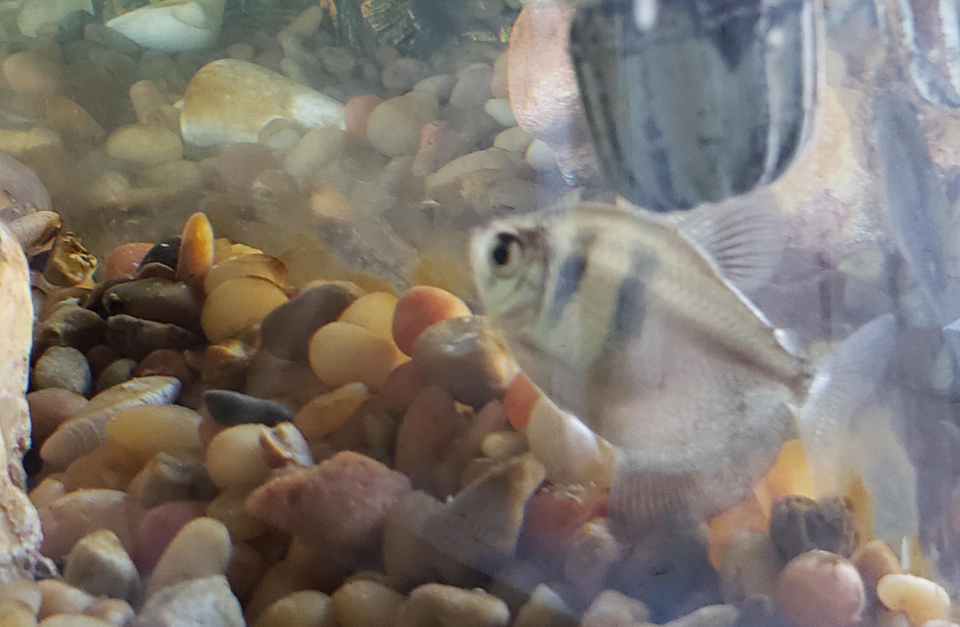 Who am I?! Hello...what type of fish is this and do they prefer living