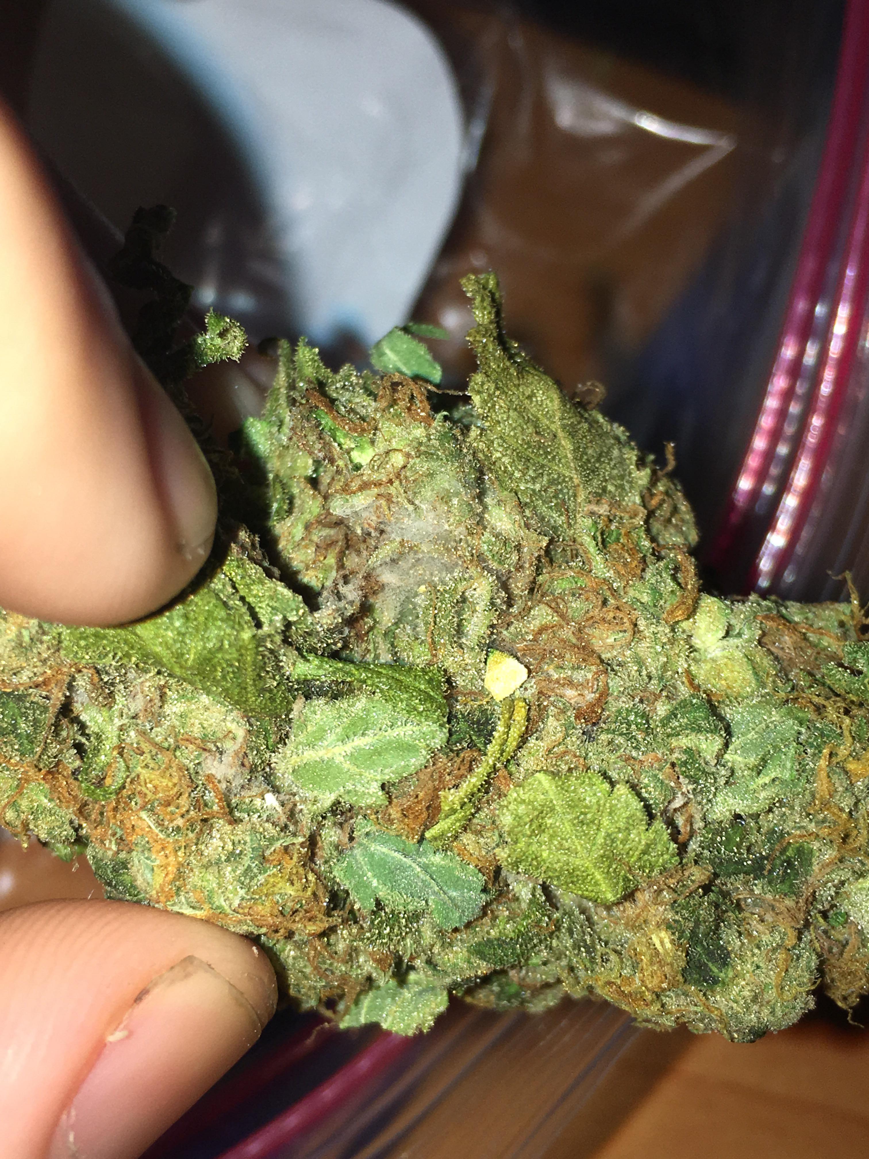 Freshly purchased, looks like great weed but is that mould? r