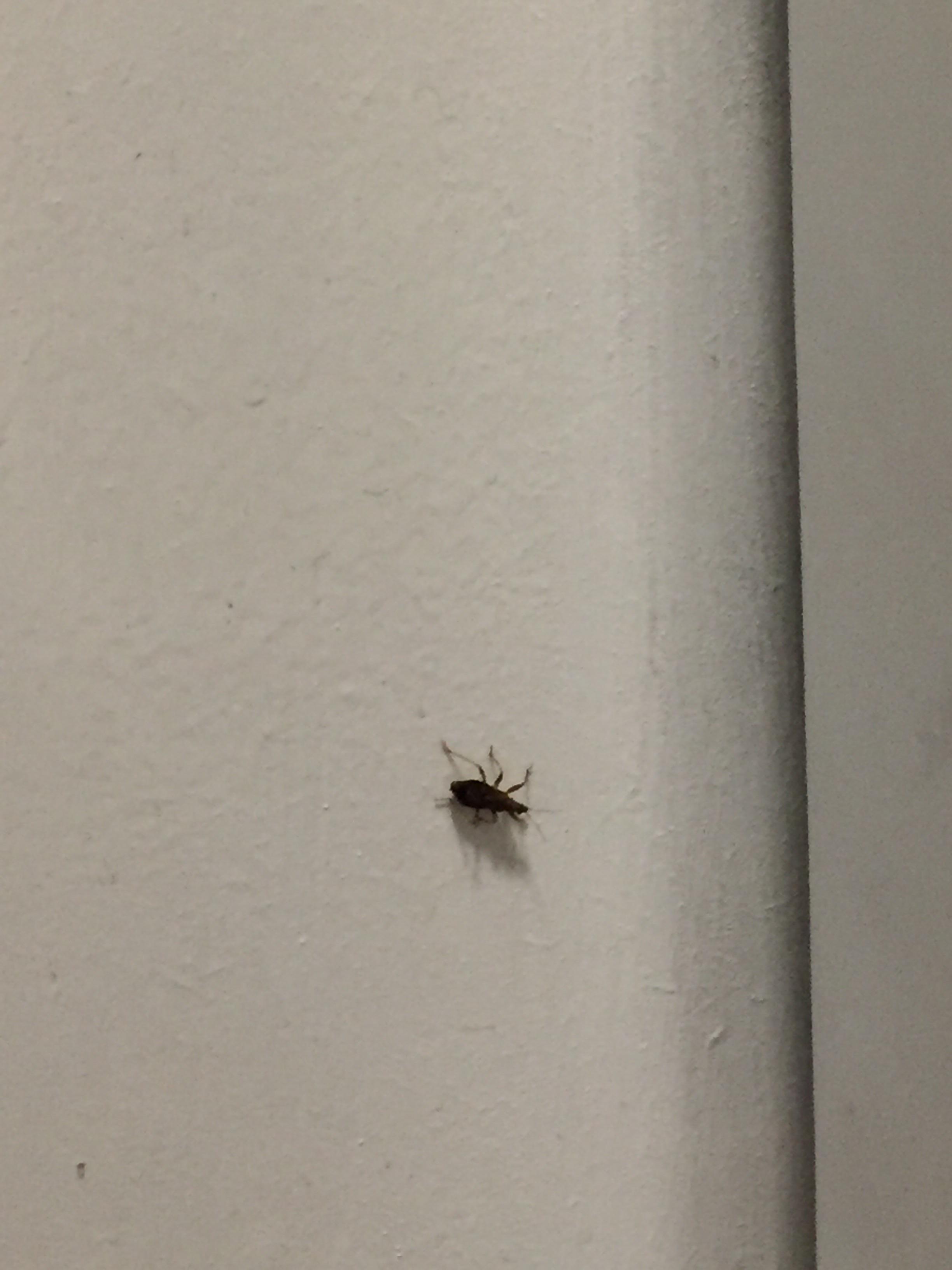 Seen in my bathroom (England). Spotted at least two of them