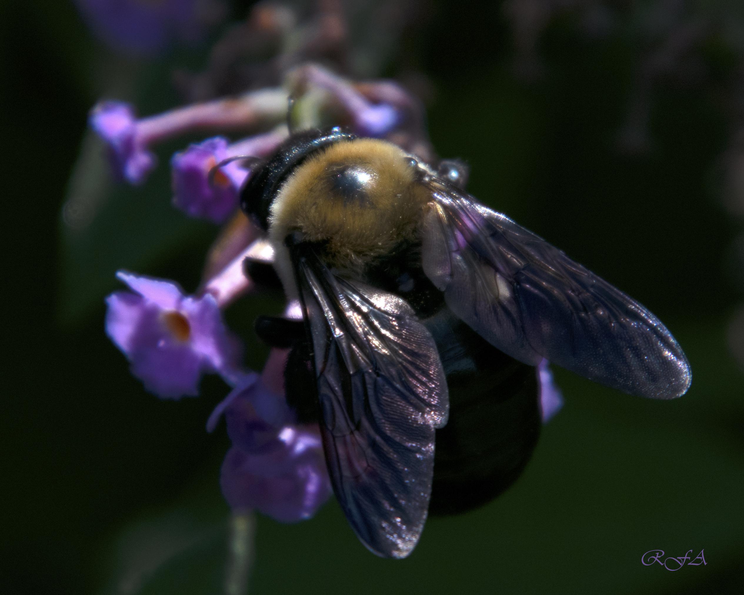 Kentucky bumble bee r/Kentucky