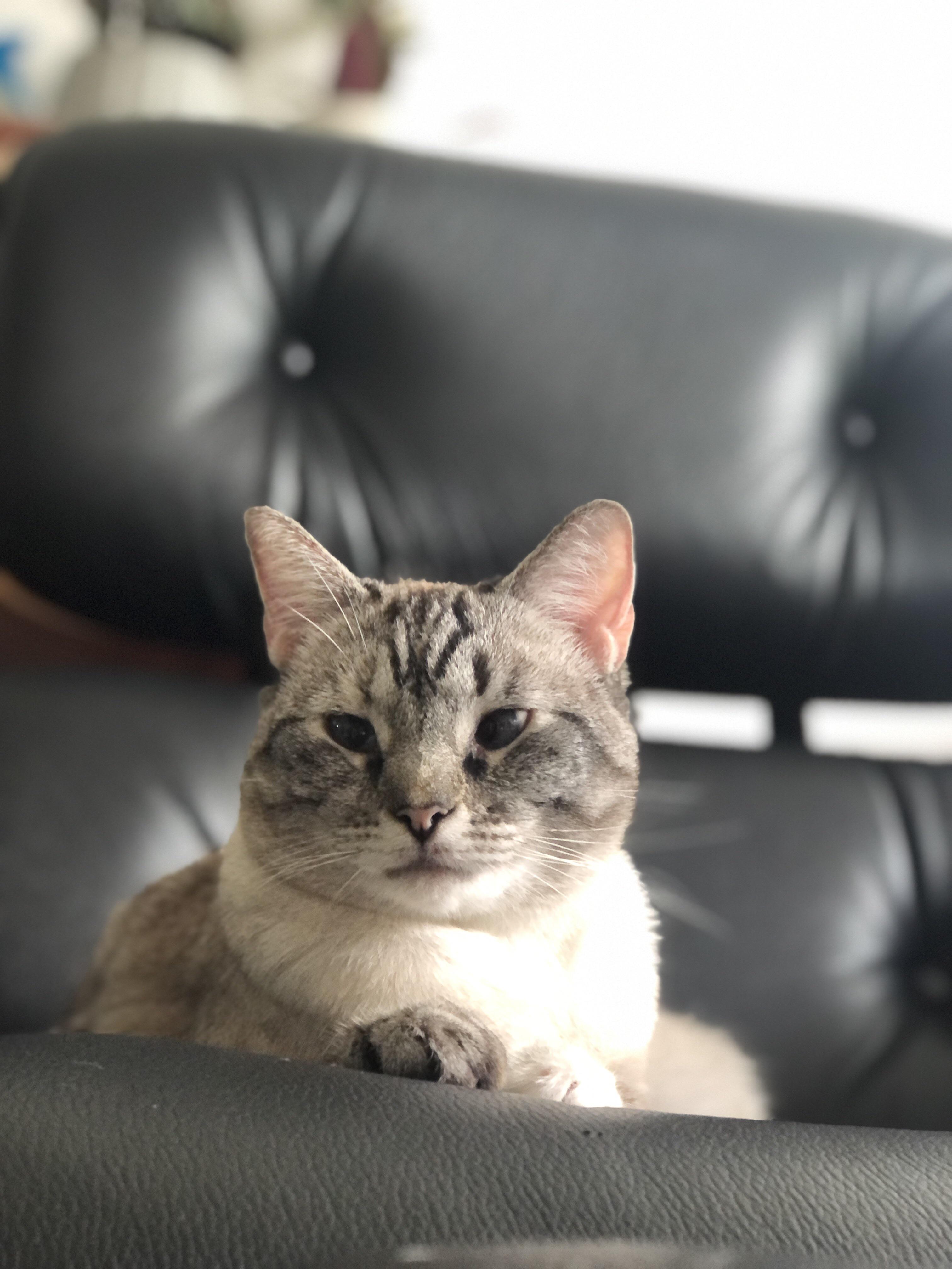 The most expensive cat bed I’ve ever bought ^_^ r/hermanmiller