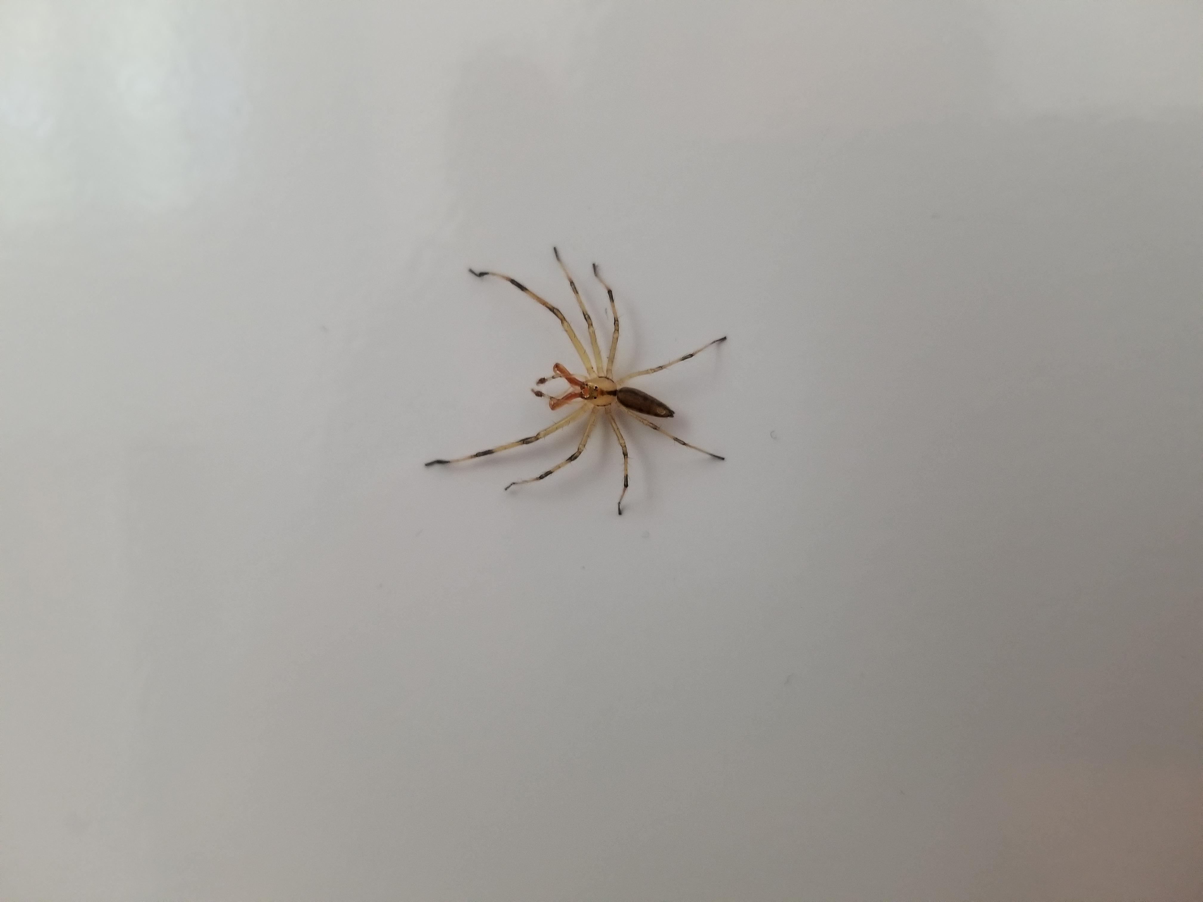 ID request, Piedmont North Carolina. r/spiders