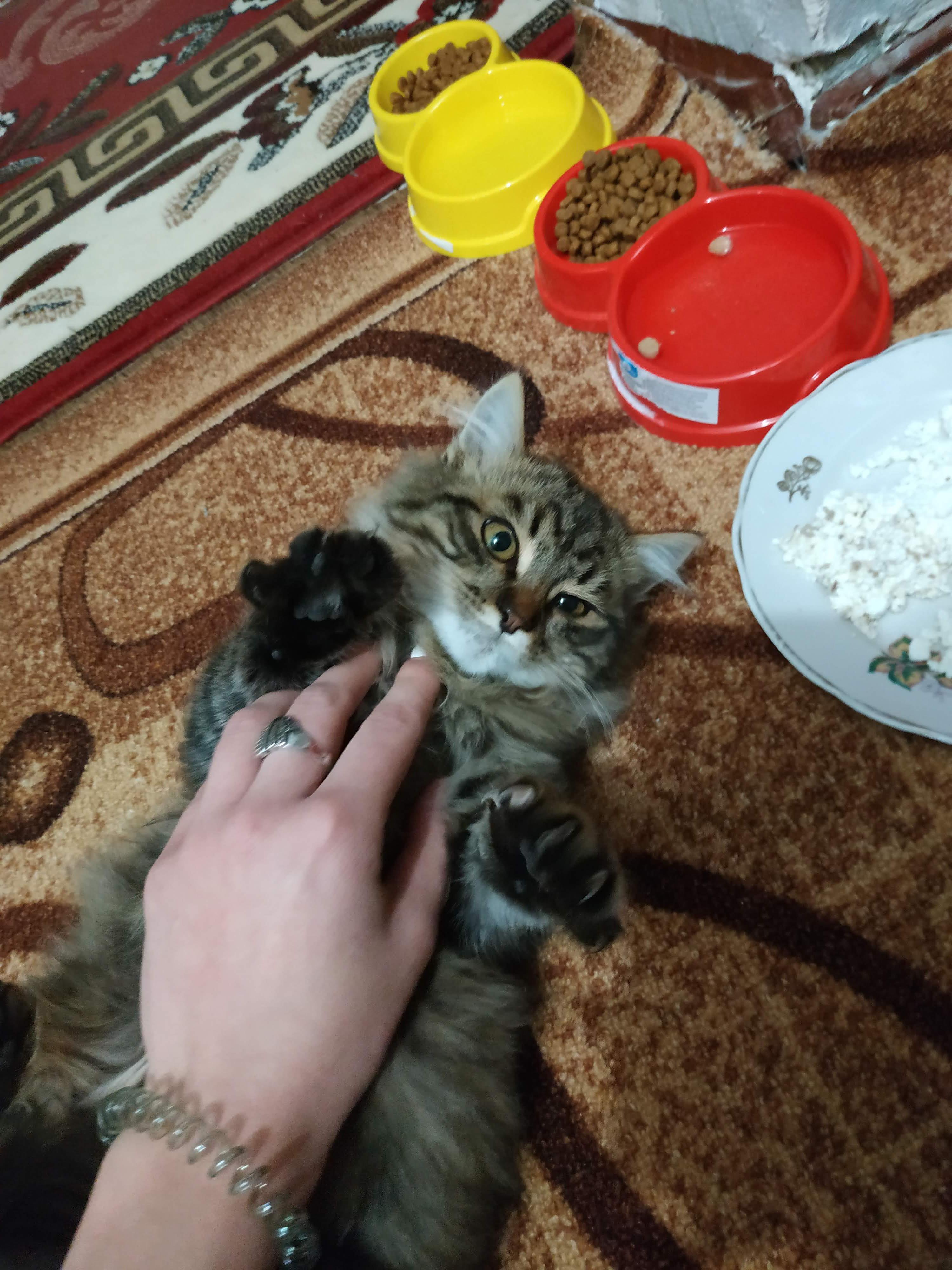 My cat asks to eat a lot, will it affect his health, he will not suffer from obesity? r/cats