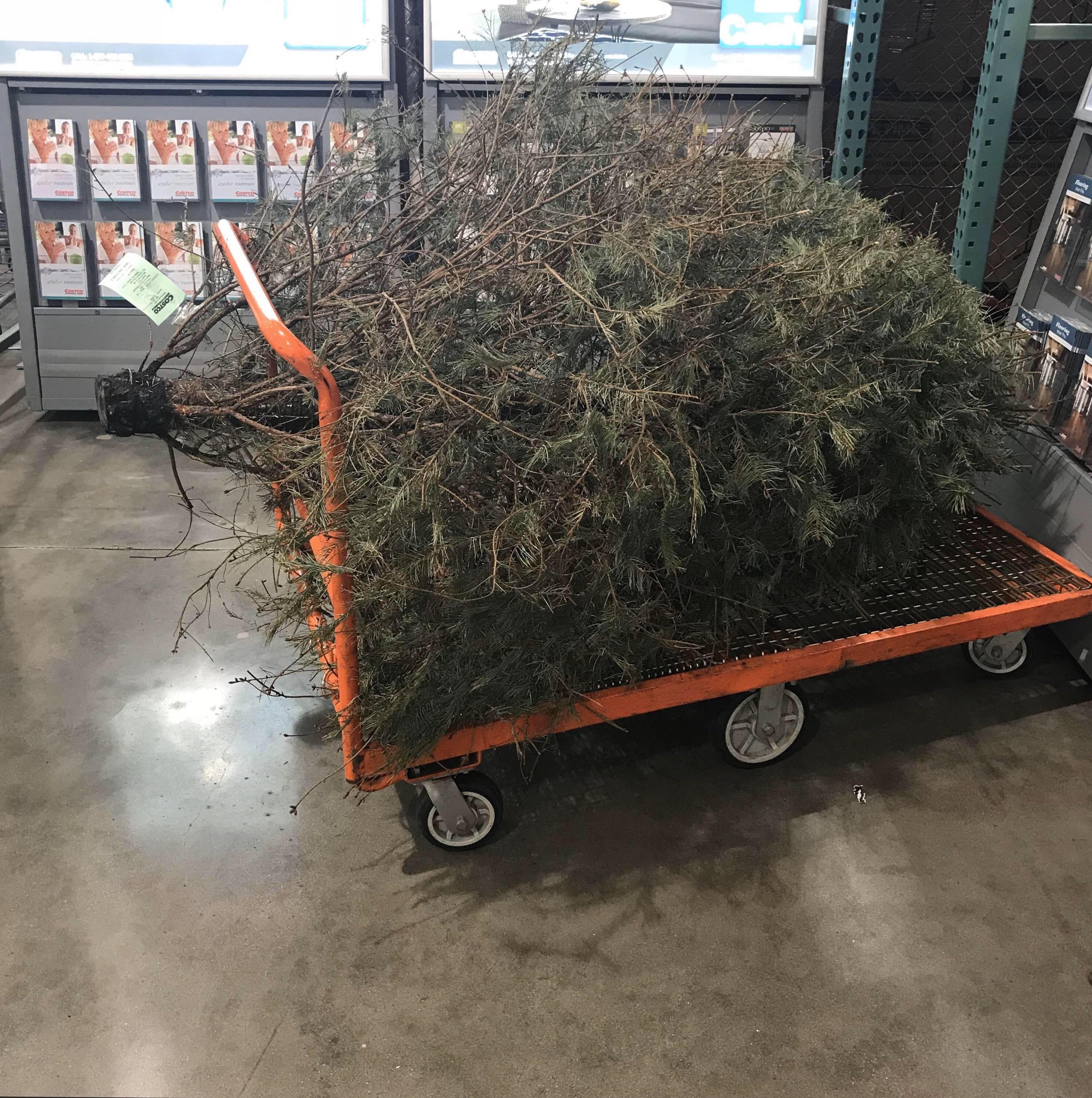 Ultimate dick move returning a real Christmas tree to Costco the day