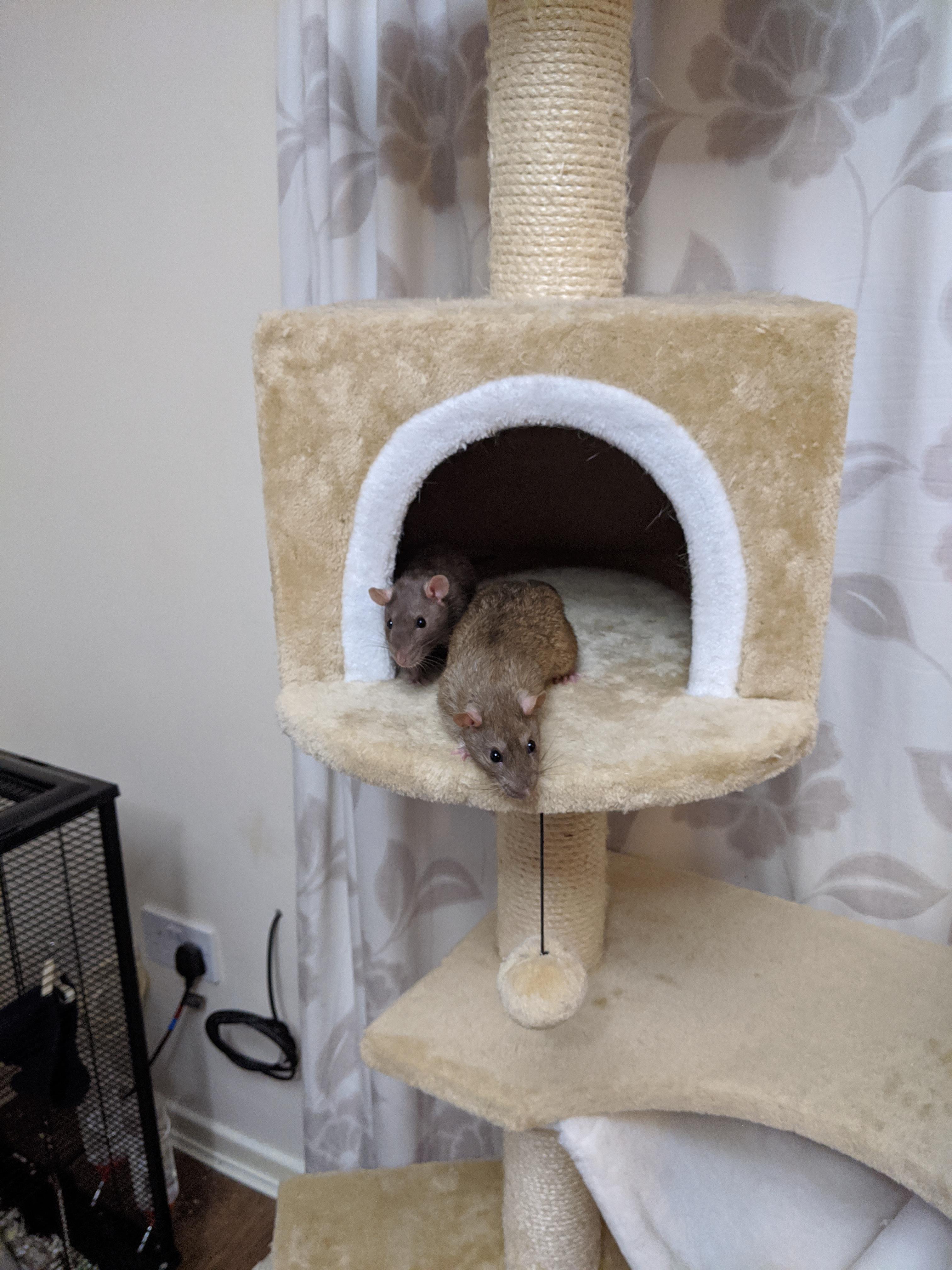 When a cat tower a rat tower!!! r/RATS