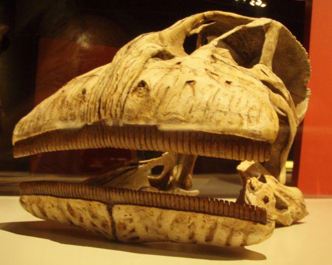 Nigersaurus is characterized by its unusually broad, straightedged