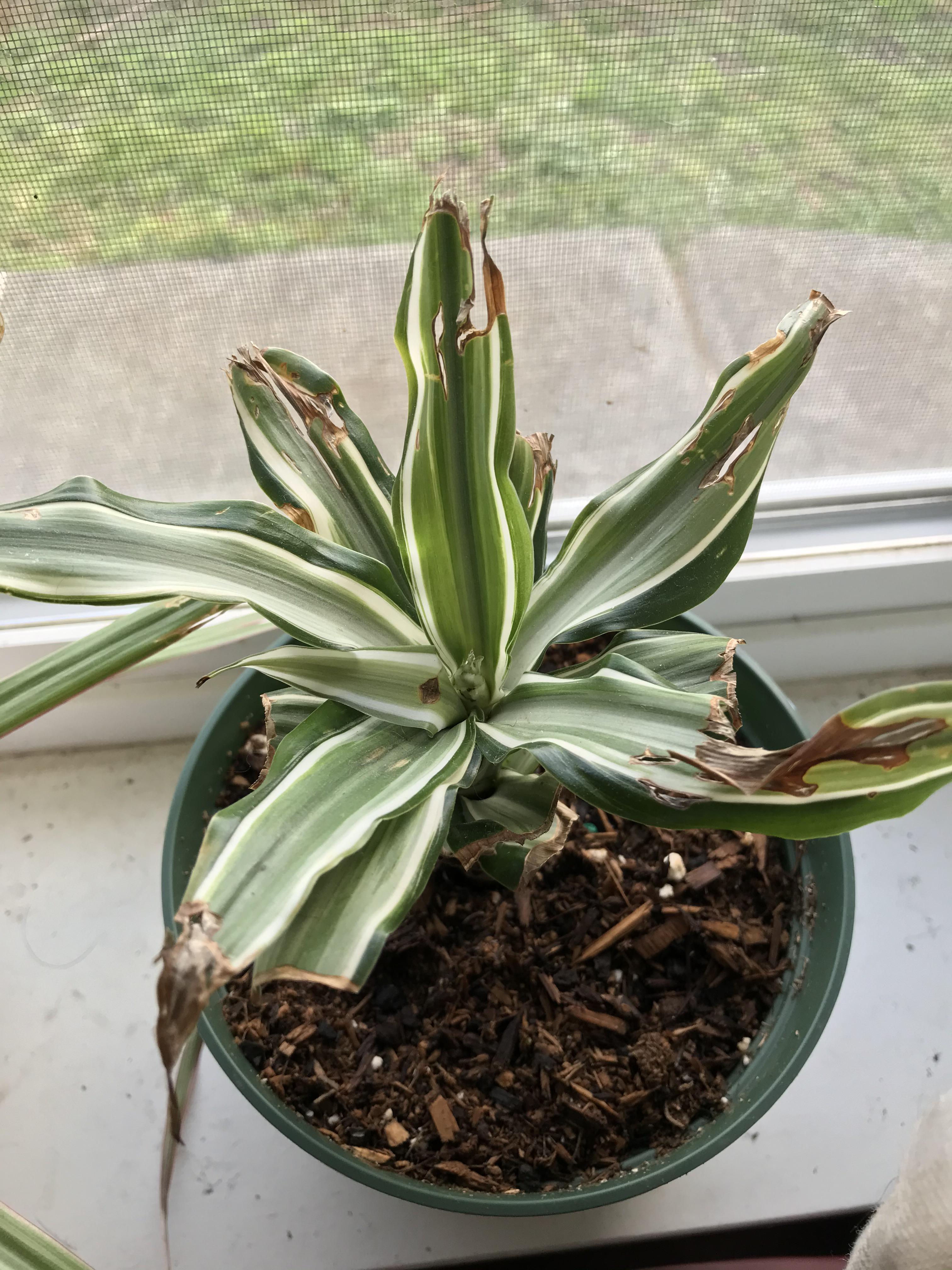 Found neglected on the floor at Fred Meyer’s a few months ago. It’s