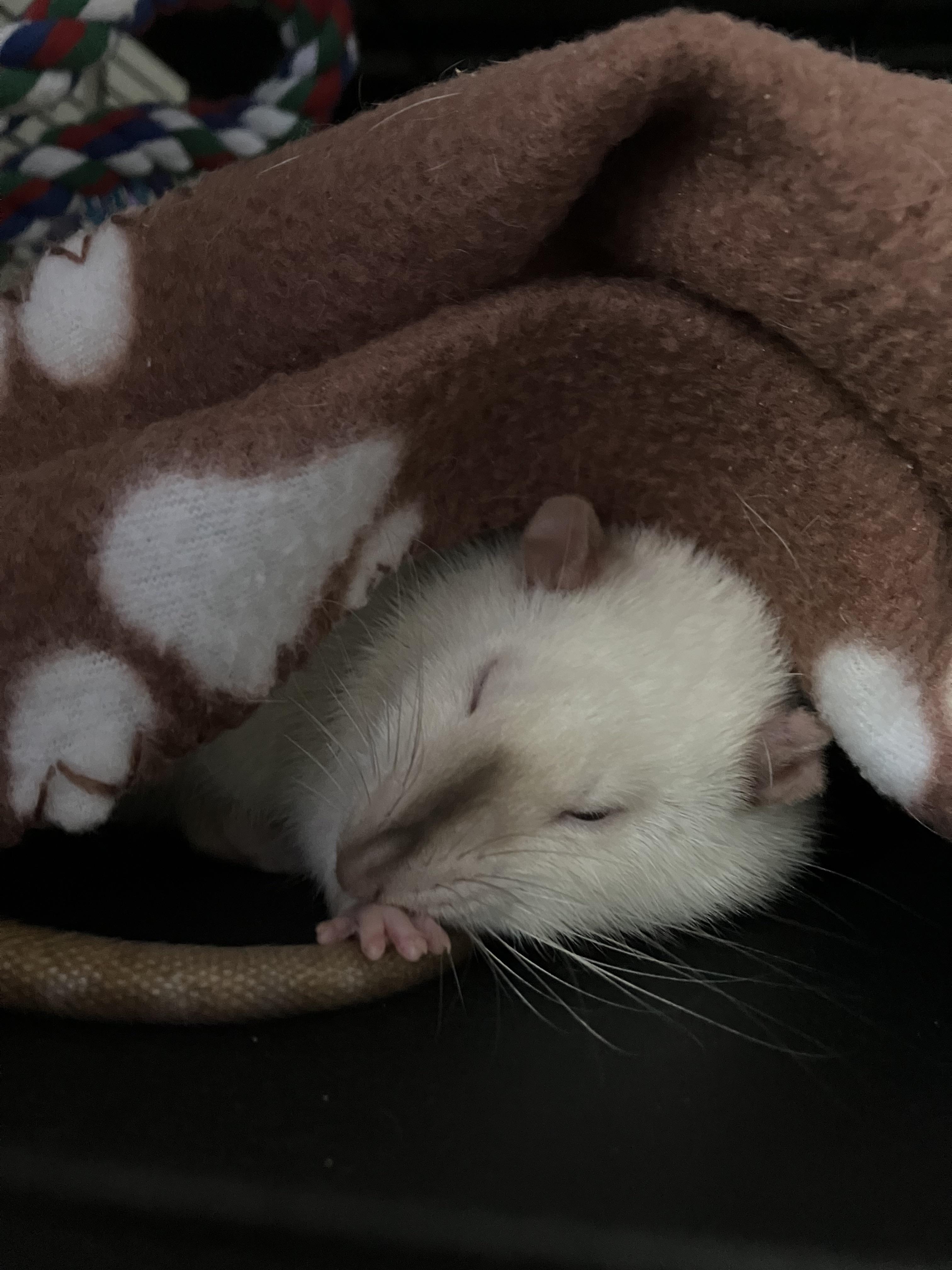 How to keep your rats entertained r/RATS