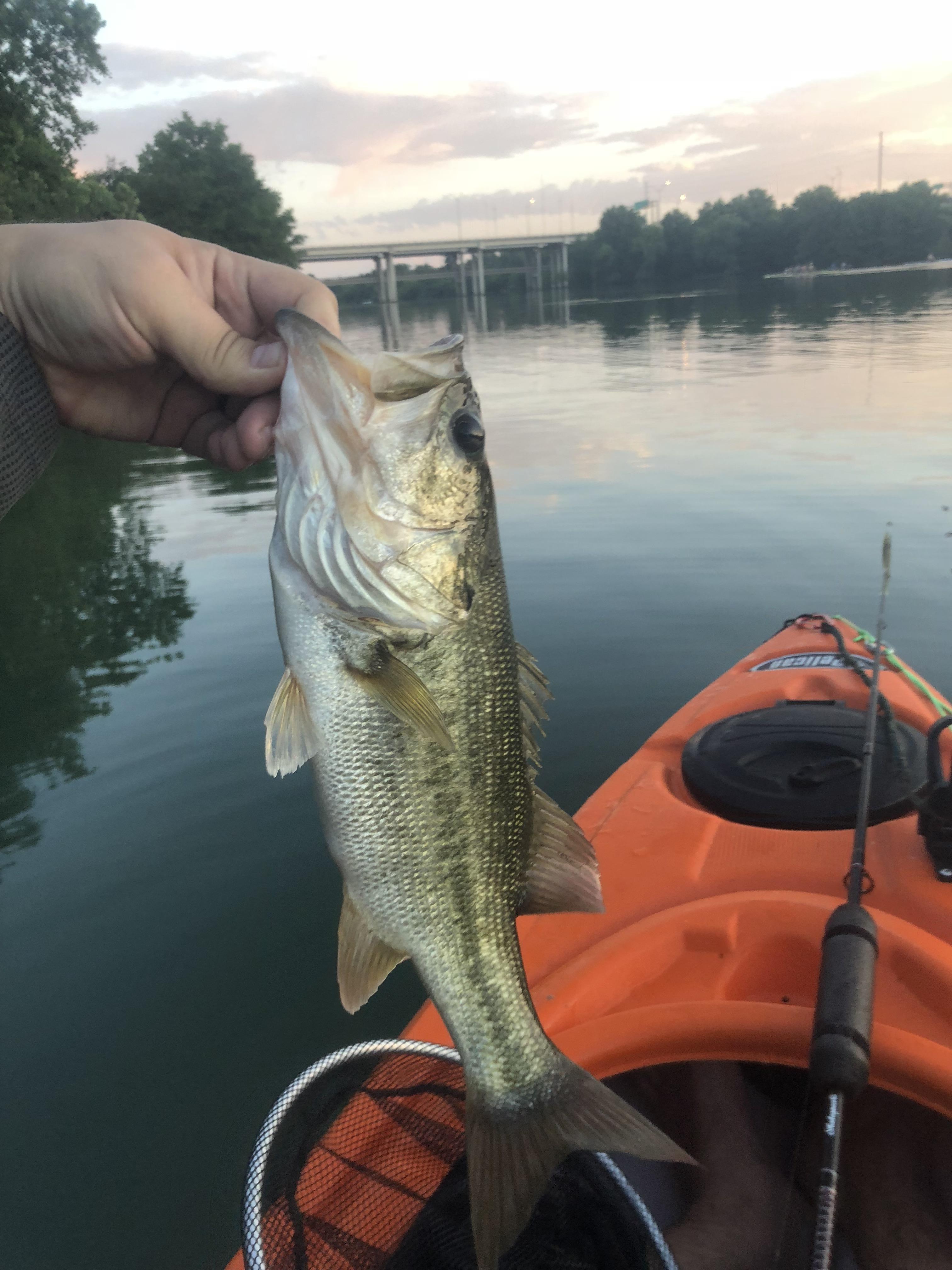 Town Lake, Austin. Just after dawn. First and only fish of the day, but