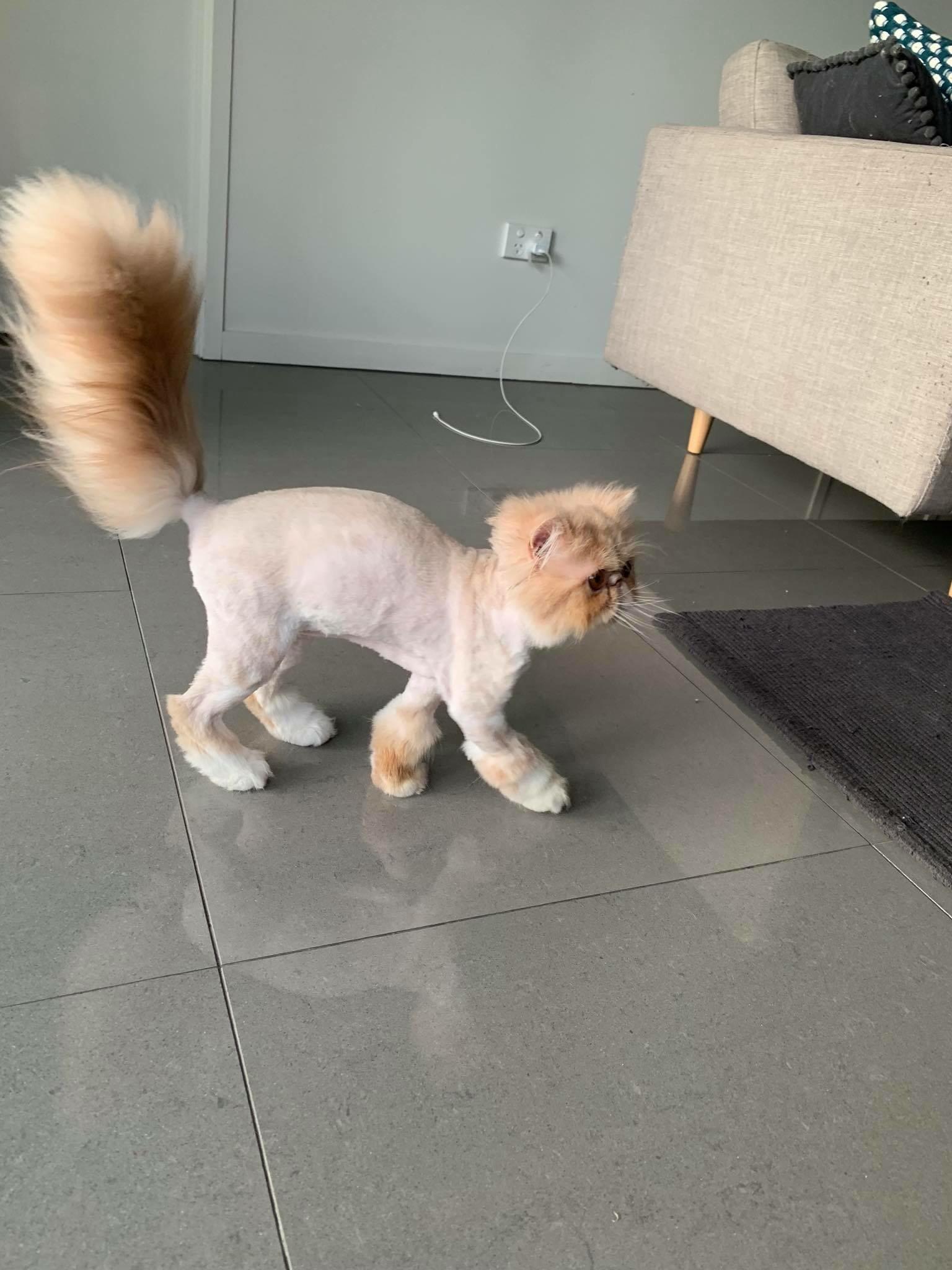 PsBattle Groomed Persian Cat