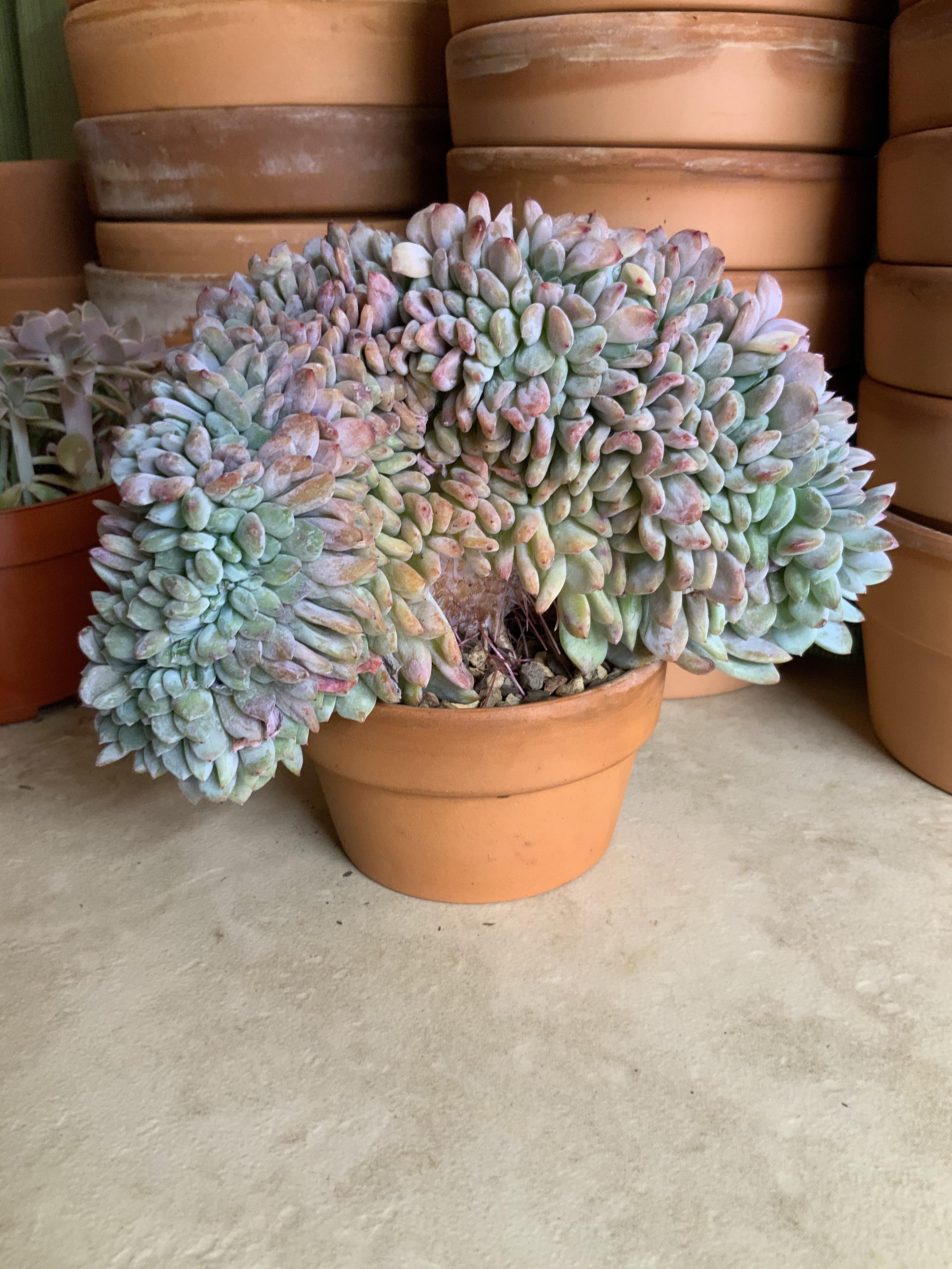 Saw this on Facebook. Supposedly the biggest cluster of Peyote ever