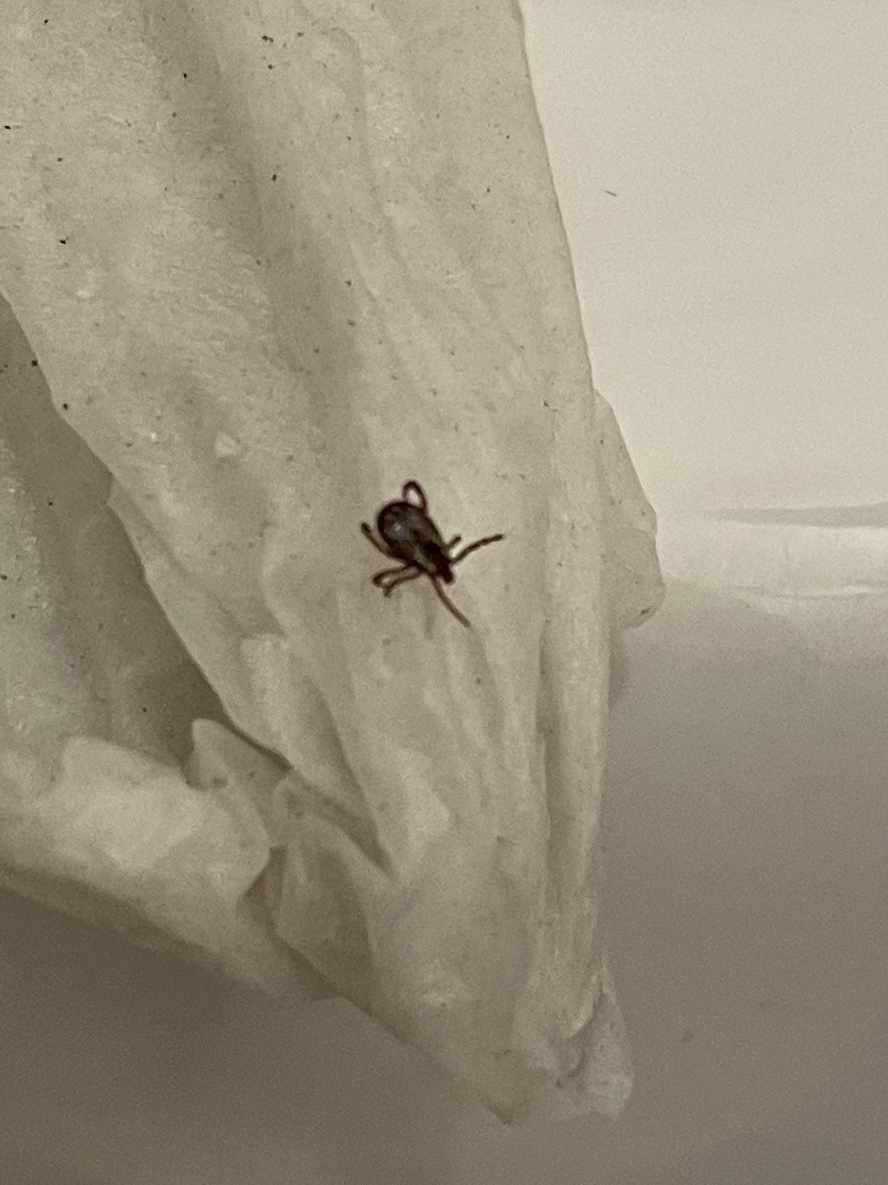 What is this ??? Found this bug in my hair. Is it a bed bug ? It was