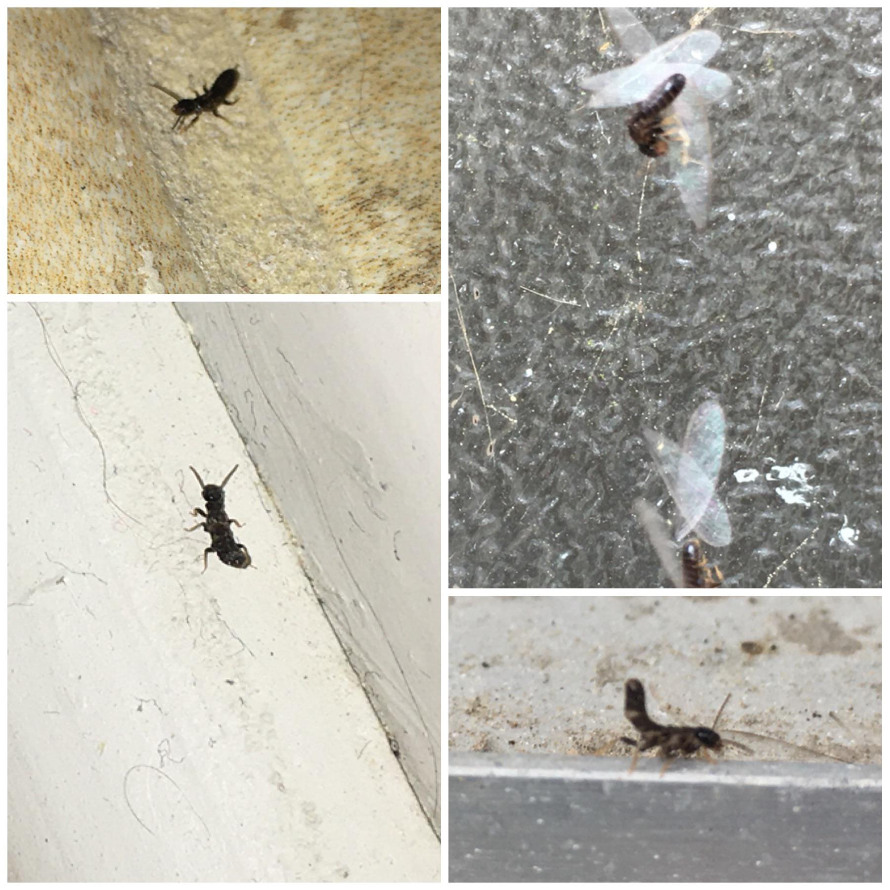 In Houston, TX. What’s this Bug?! r/whatsthisbug
