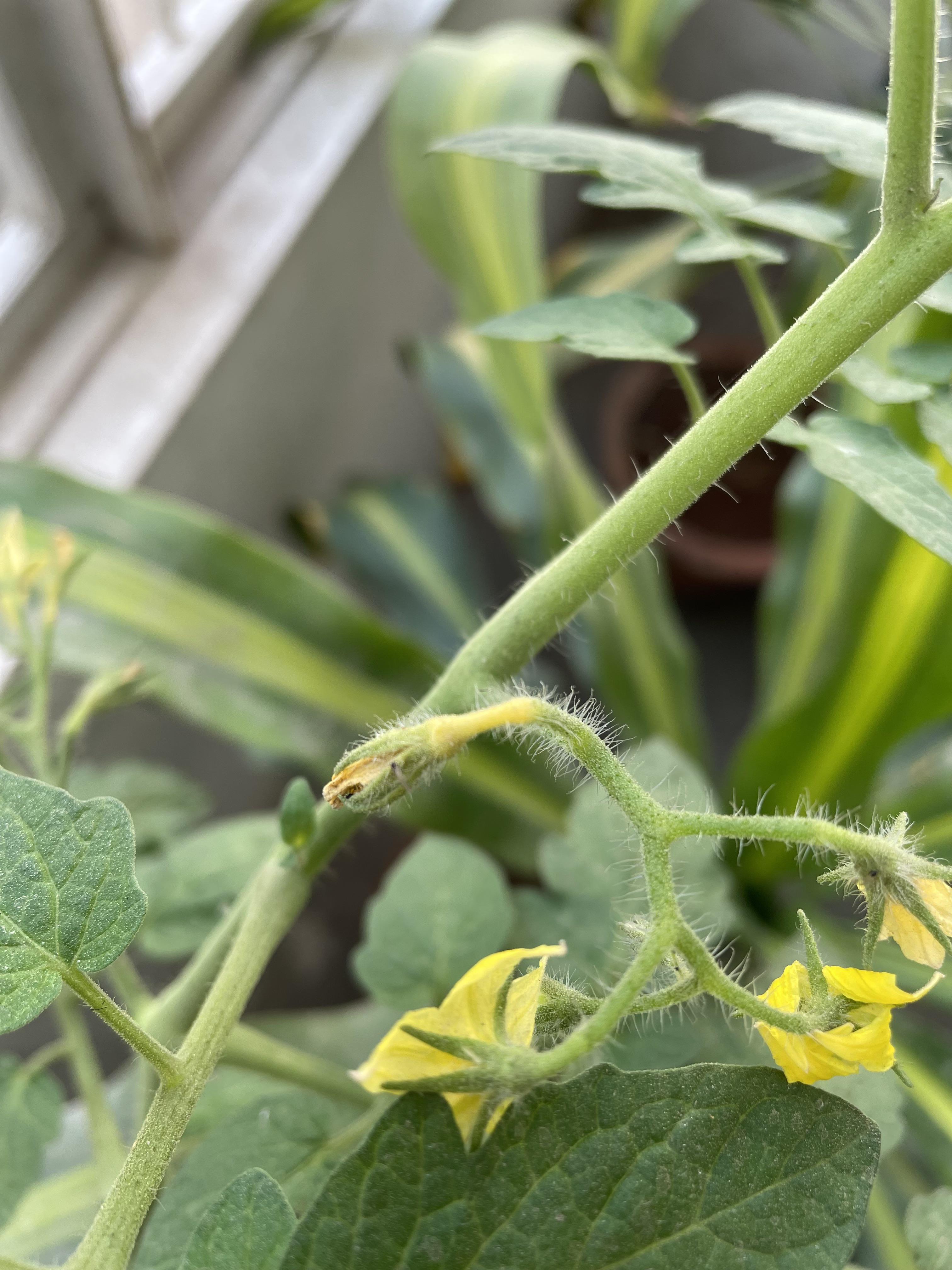 What's wrong with the tomato flowers? Turning yellow and falling off