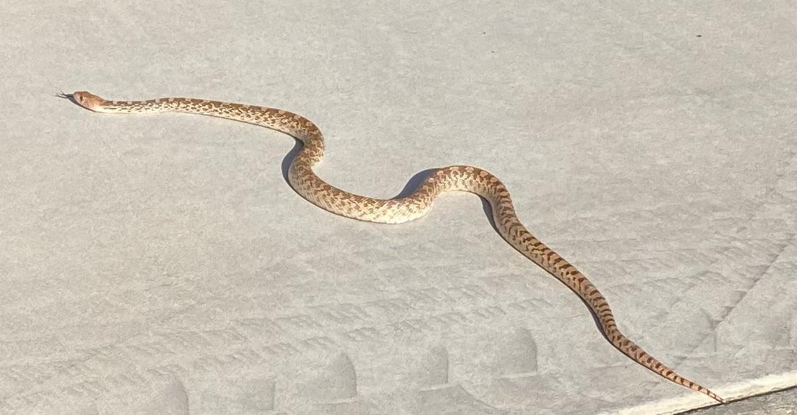 On the road in Palm Desert CA. Is it a Gopher Snake? r/whatsthissnake