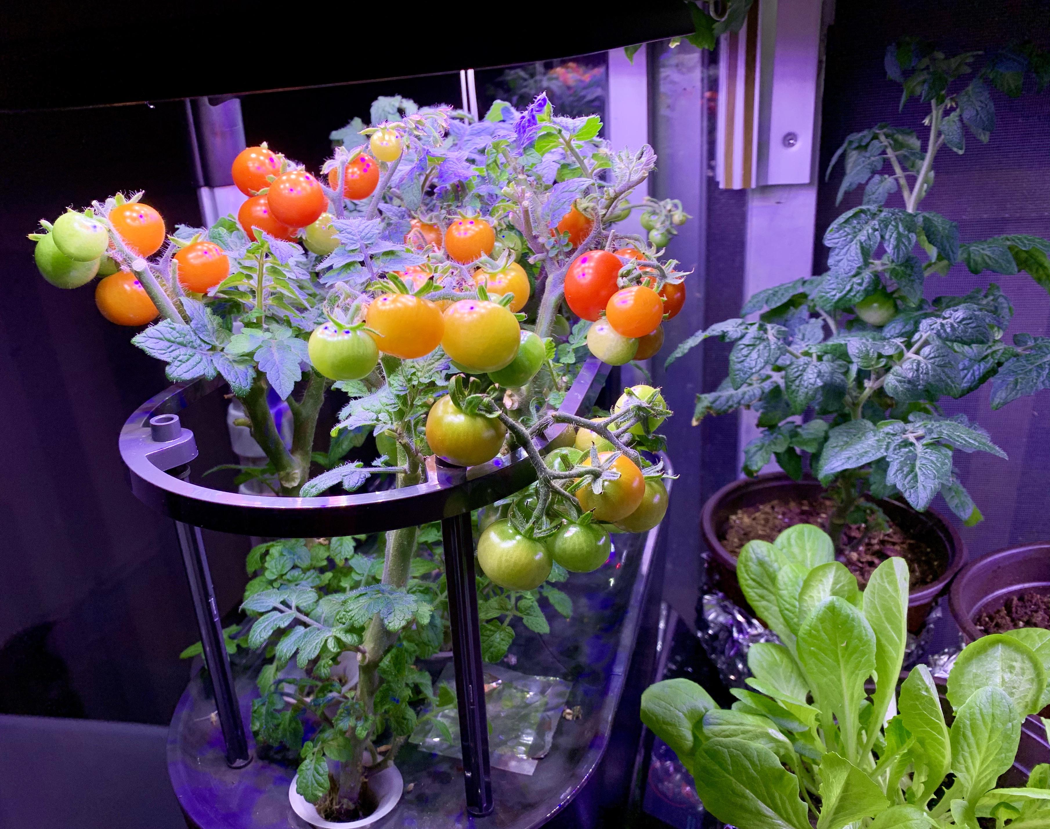 I have tomatoes!! 😊 r/aerogarden