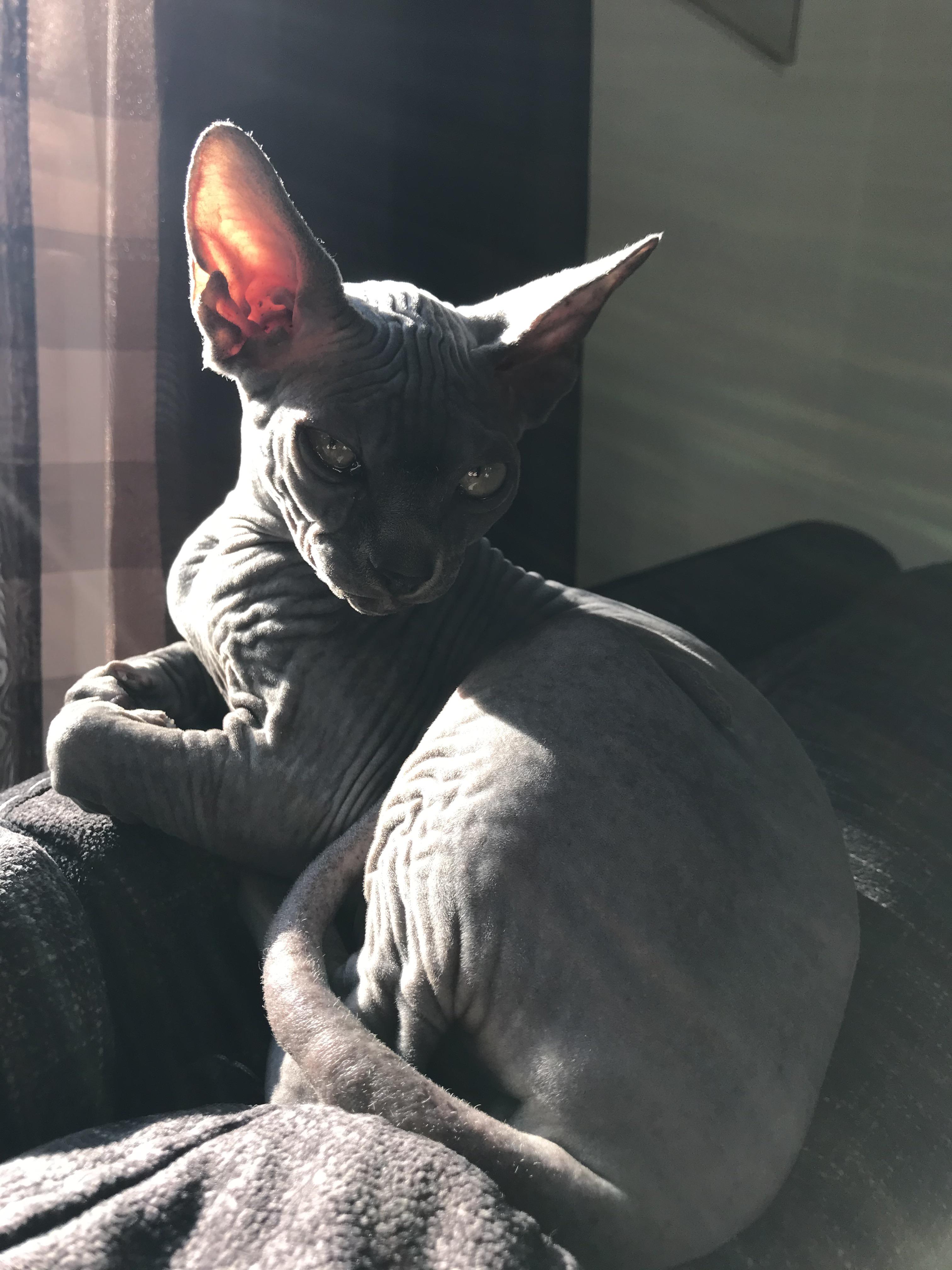 Silas finally came home today. I love him so much already. r/sphynx