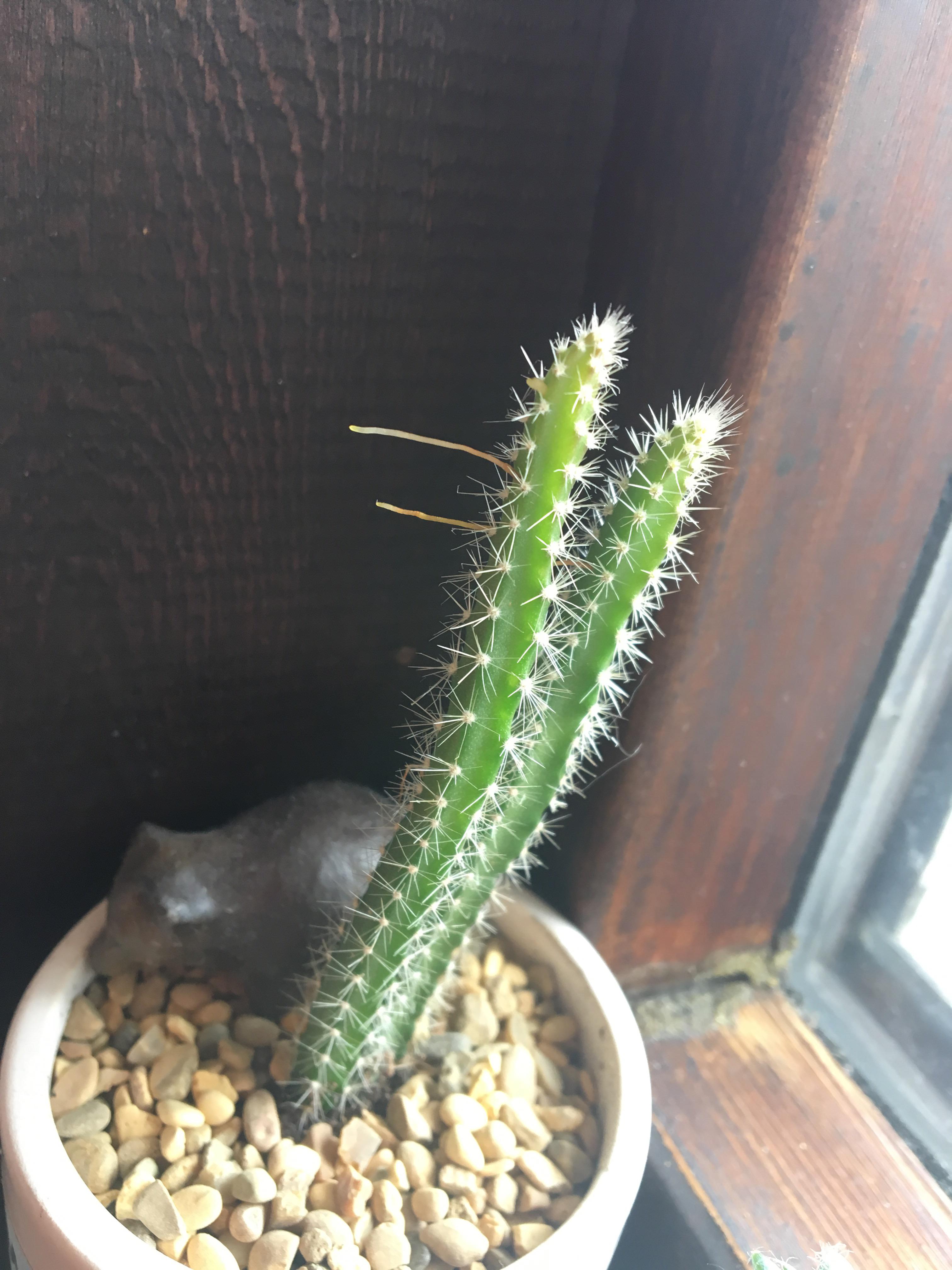 Cactus is growing random roots above soil. Should I be