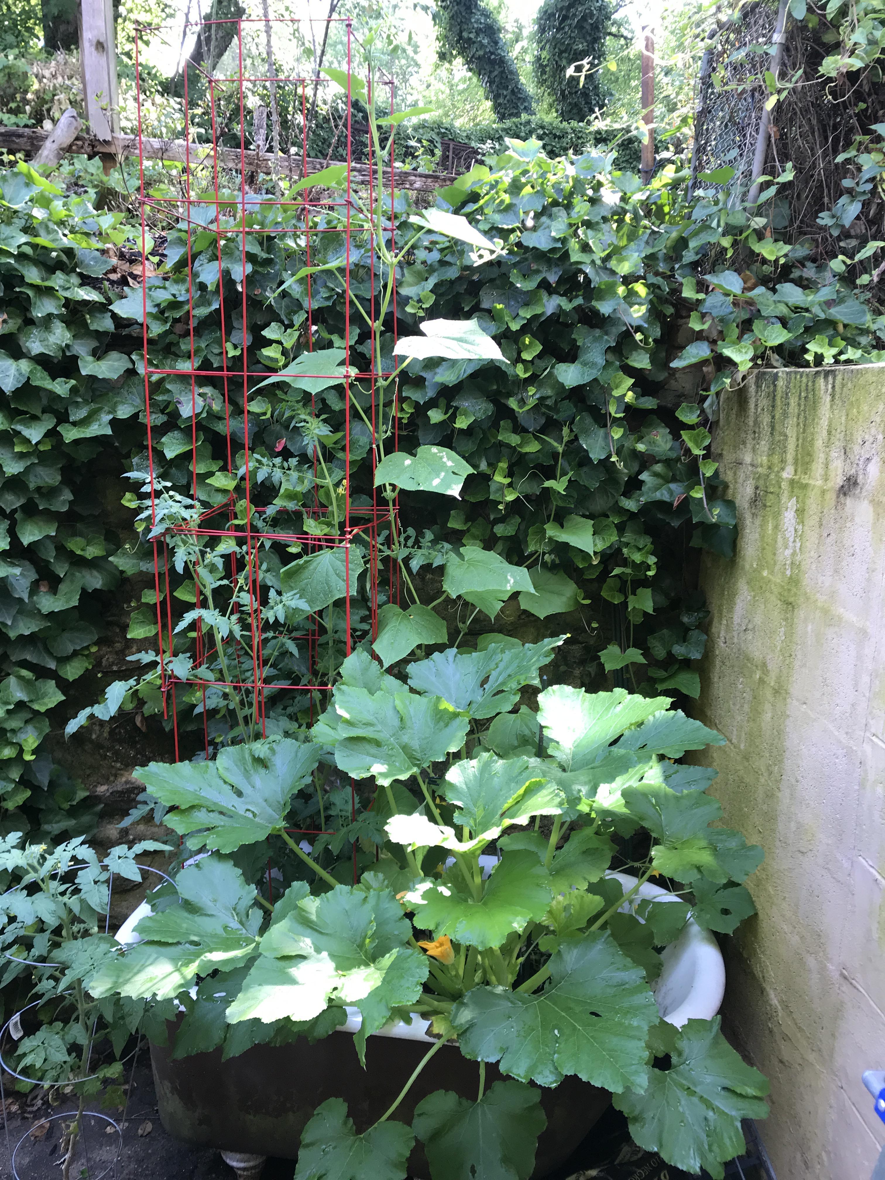 Should I prune my Zucchini and Cucumber plants??? They’re taking over