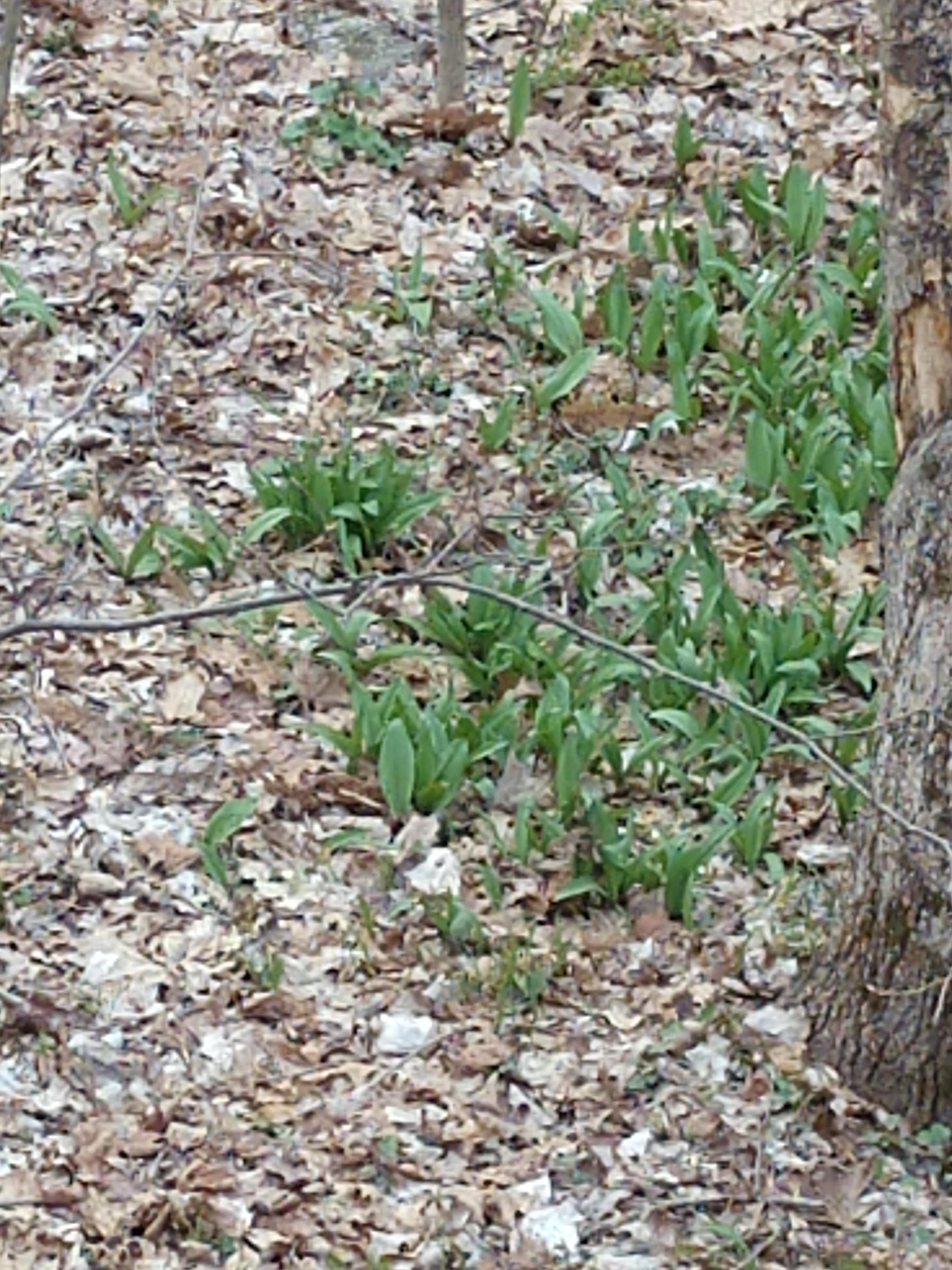 Lots of ramps in Hudson Valley, NY. Four large patches. This is after I