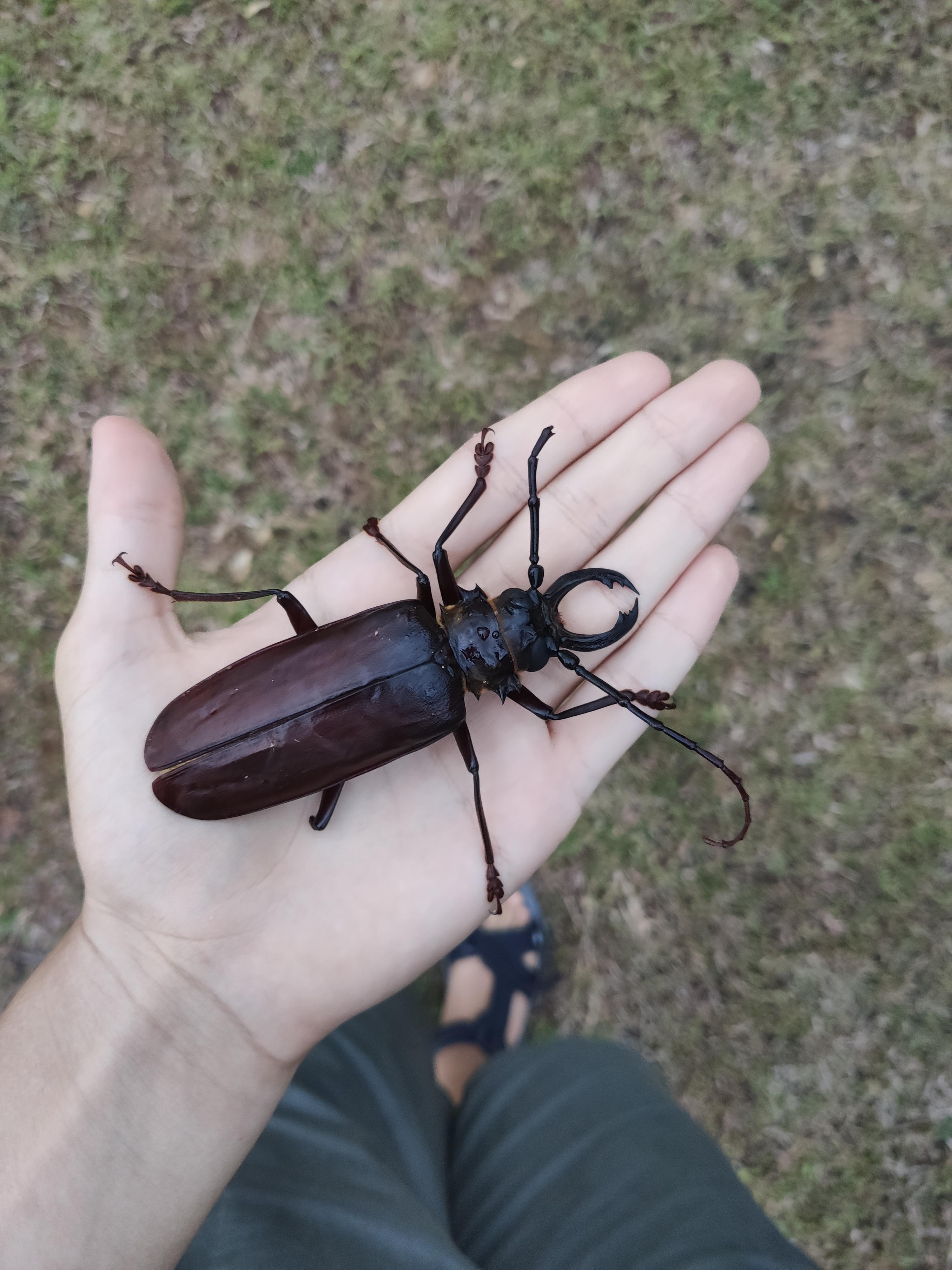 A stag beetle of some kind, 10+ cm (4+ inches), southeast Asia r