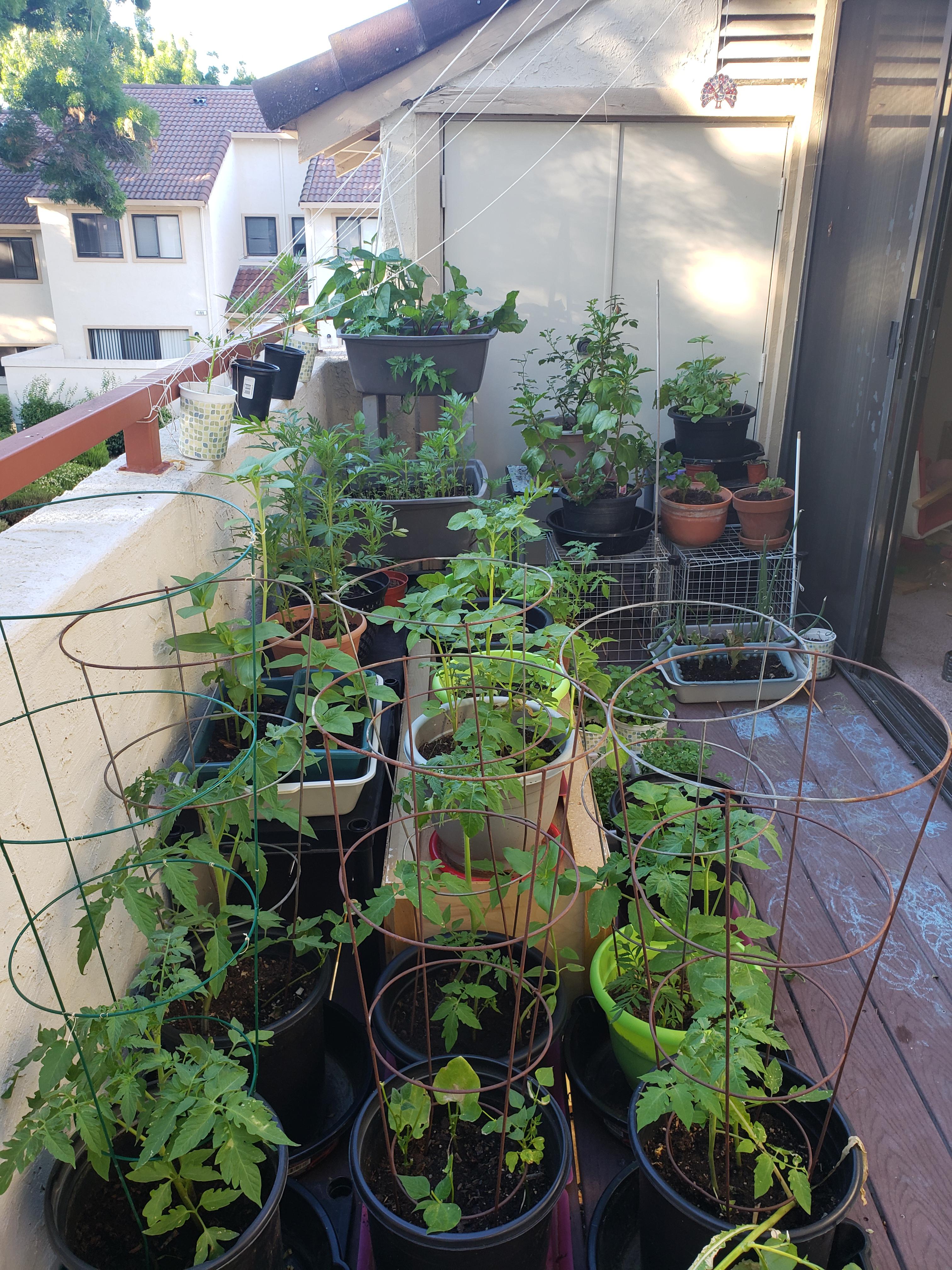 My balcony garden now. It all started with just growing herbs on a