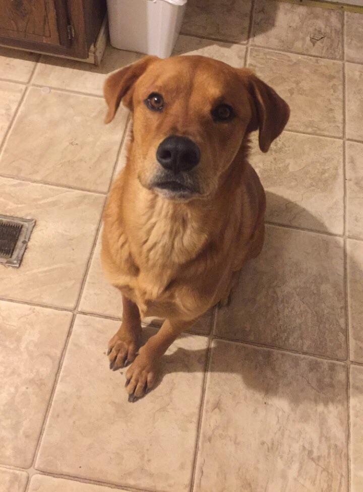 He was waiting for me to pet him rarepuppers