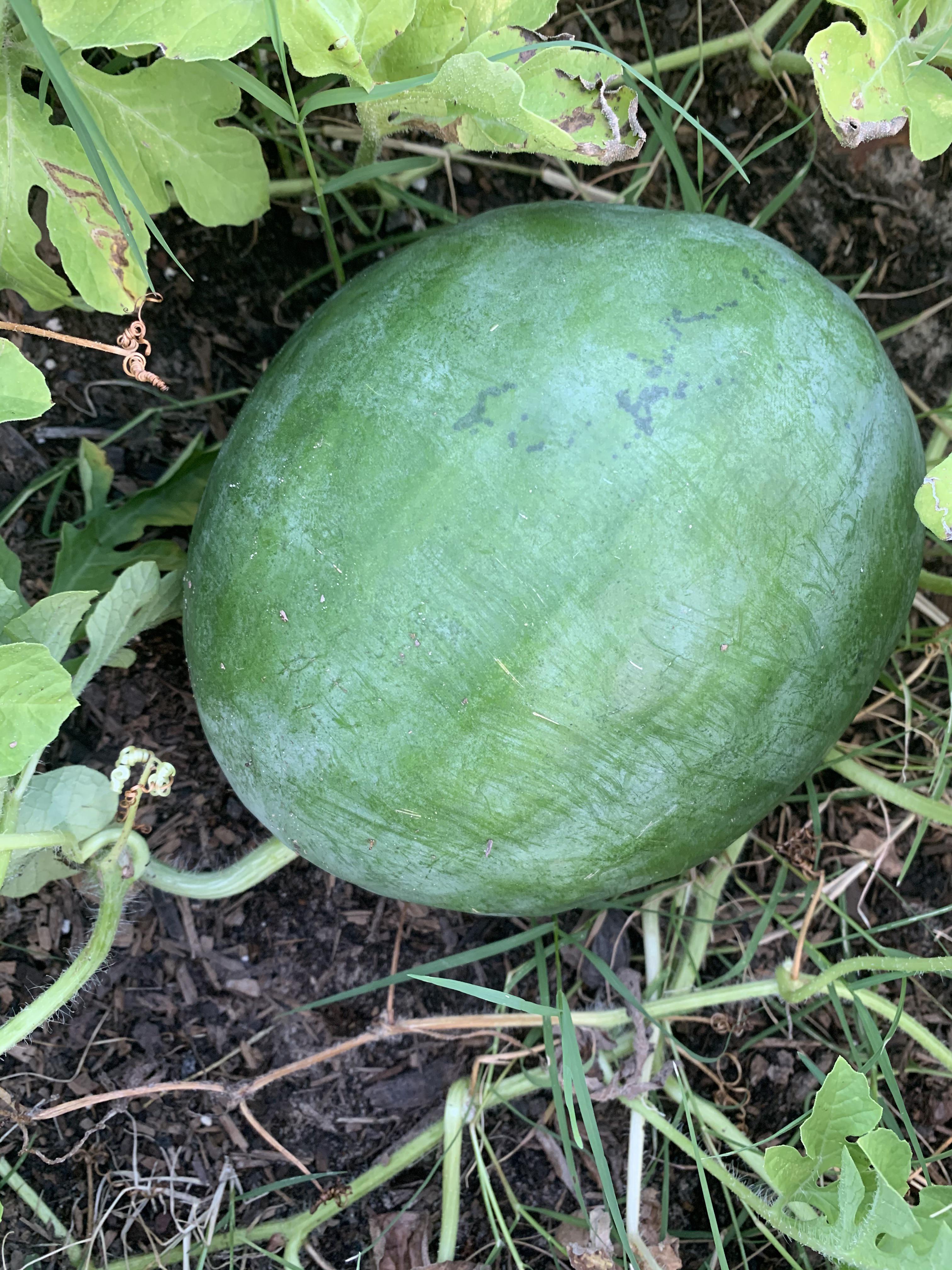 Black Diamond Watermelon Growing