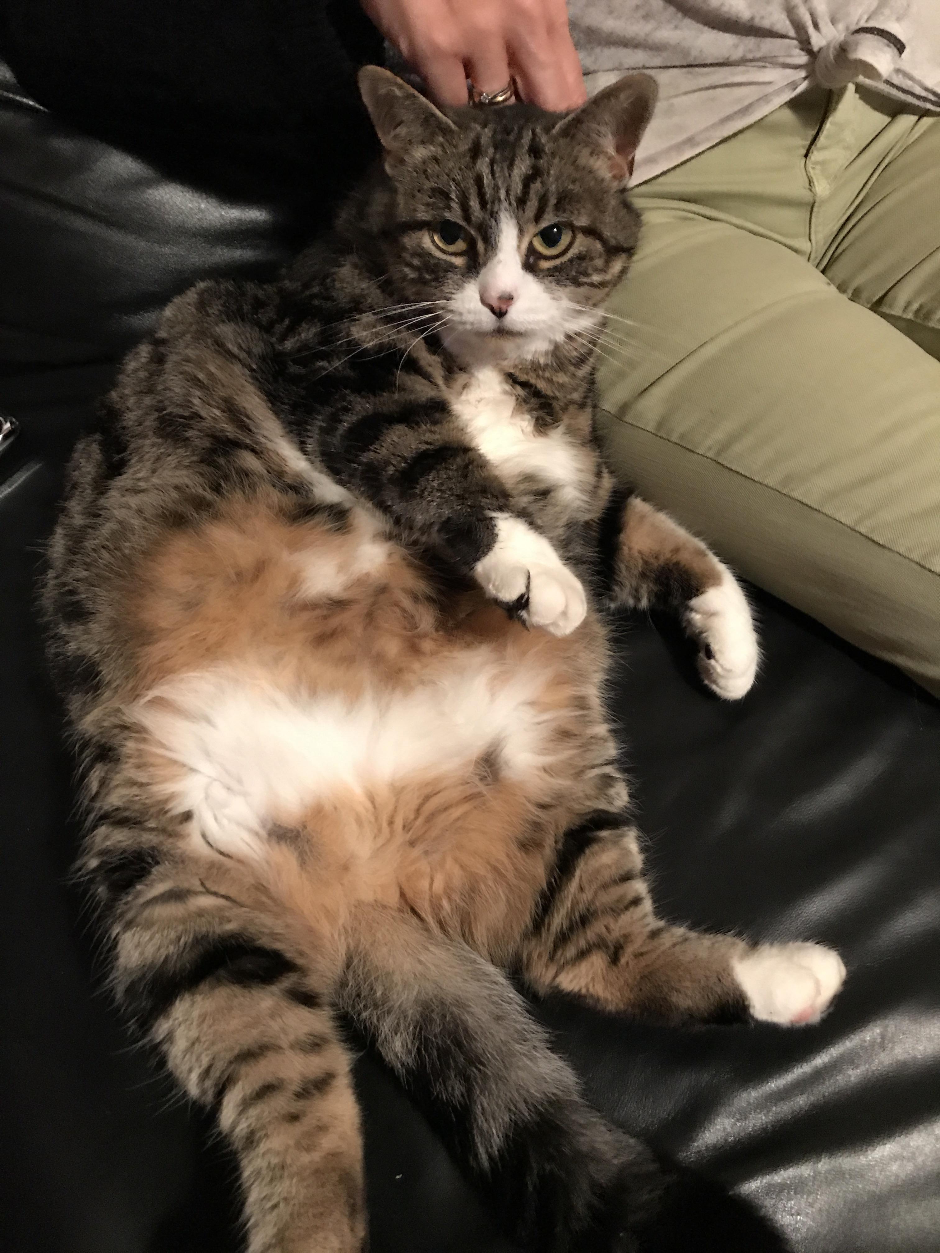 I‘m not fat, I am big boned r/cats