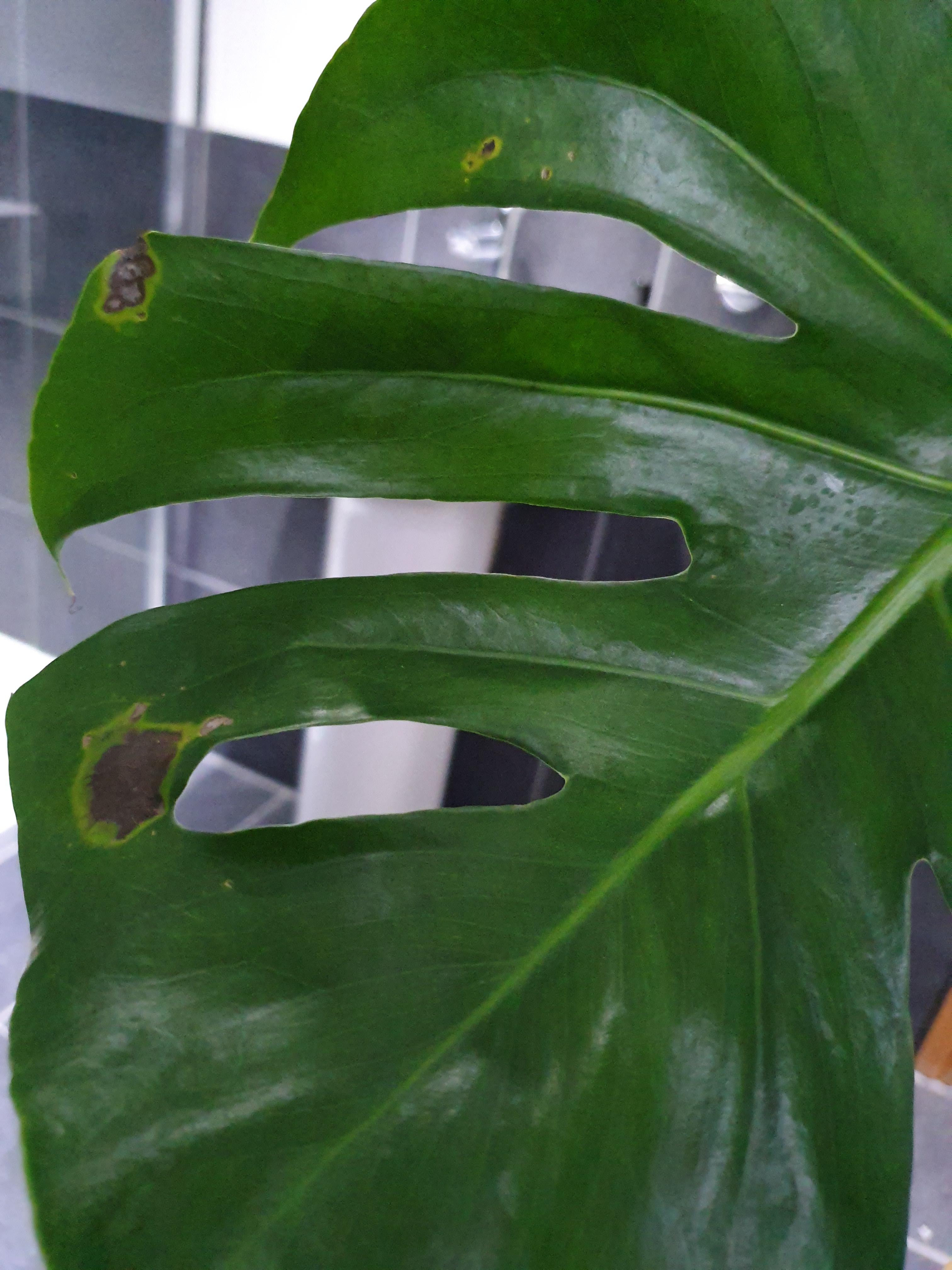 What's wrong with my monstera leaf? Is it OK or do I need to remove it