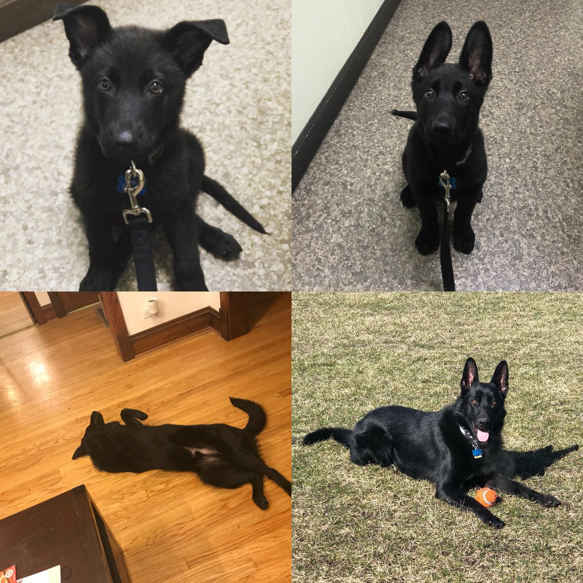 My puppy is 1 year old today😭😭 r/aww