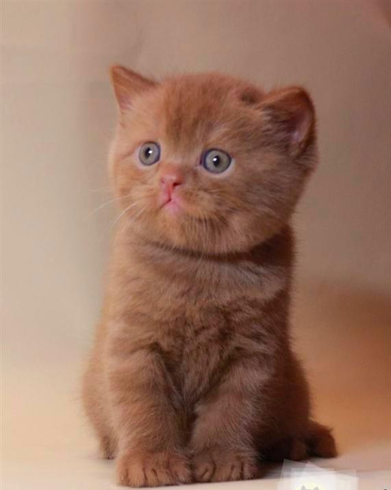 This Cute Brown Kitten 😺 r/cutecats