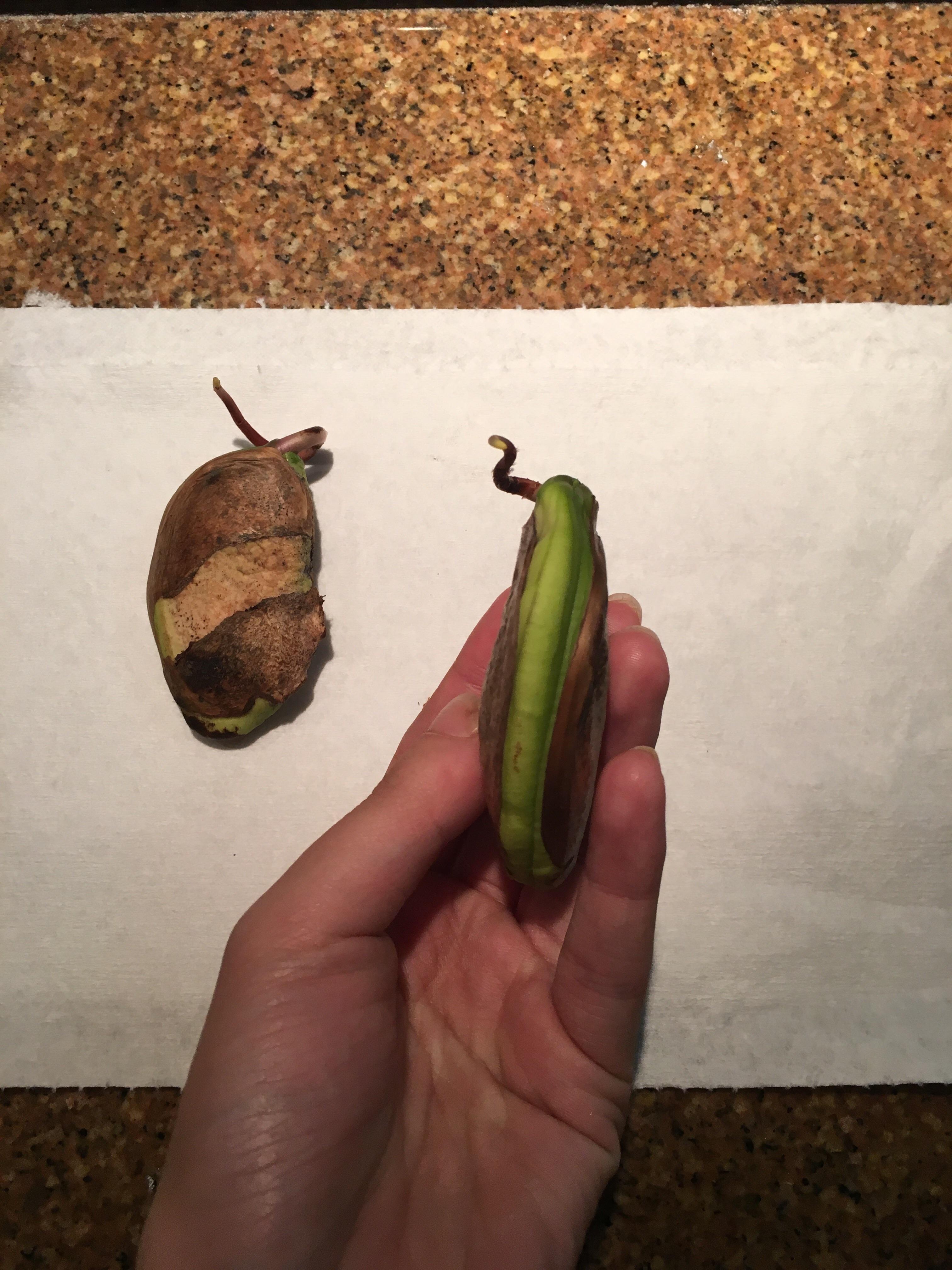 These mango babies are ready for the dirt 🌱 r/gardening