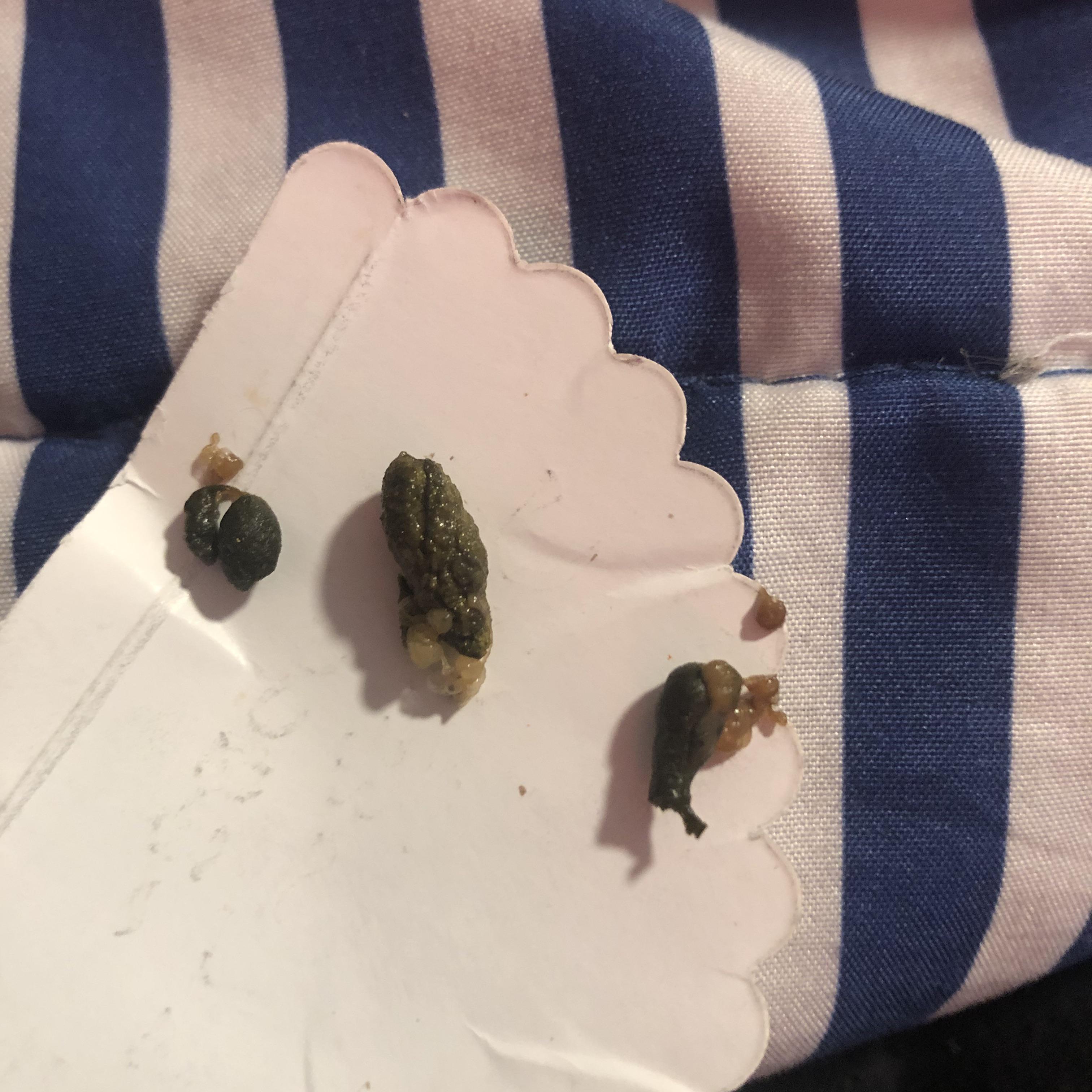 This just happened to my chinchilla and it’s the first time ive seen