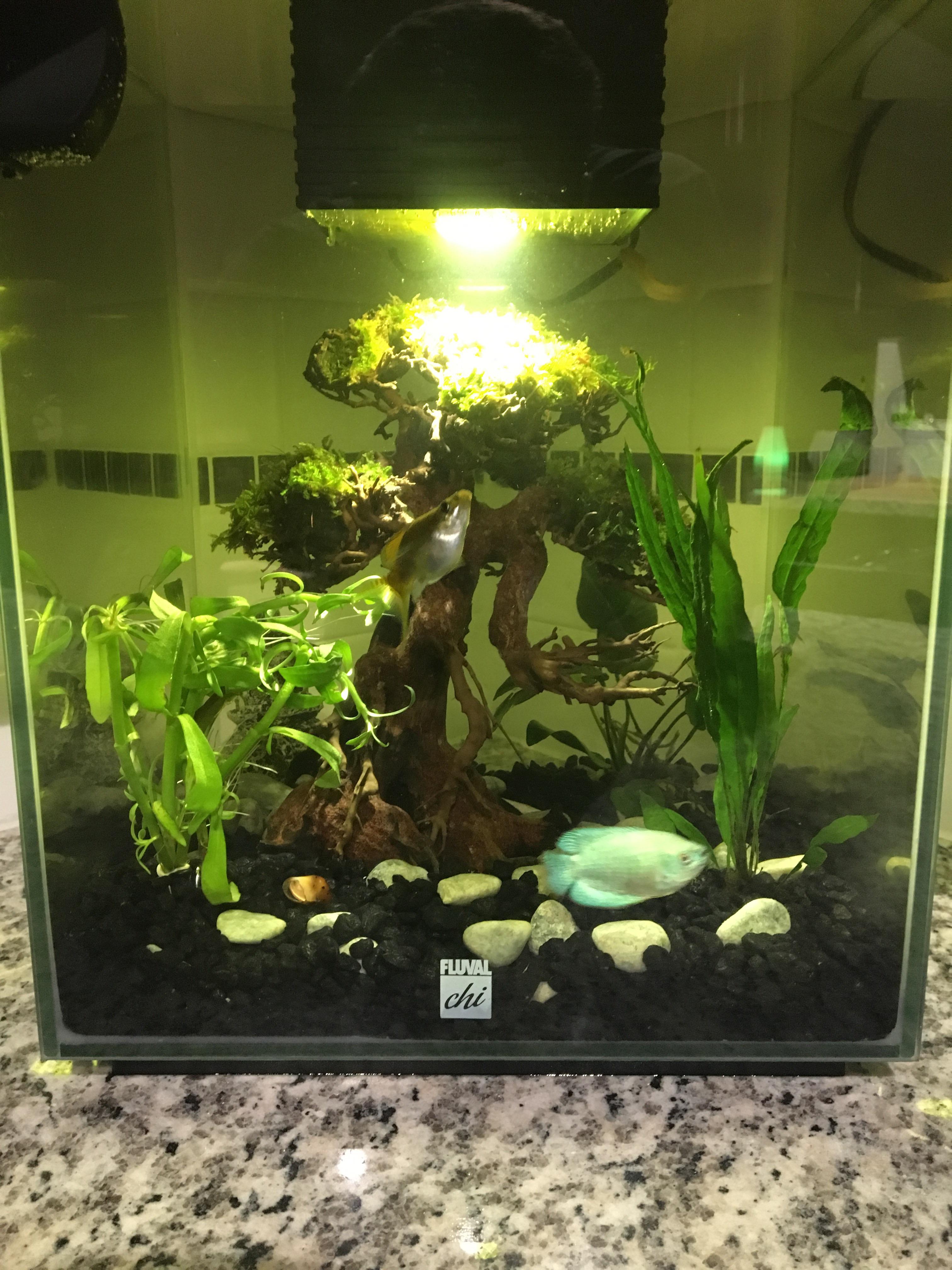 My micro tank complete with new driftwood/moss bonsai tree! r/Aquariums