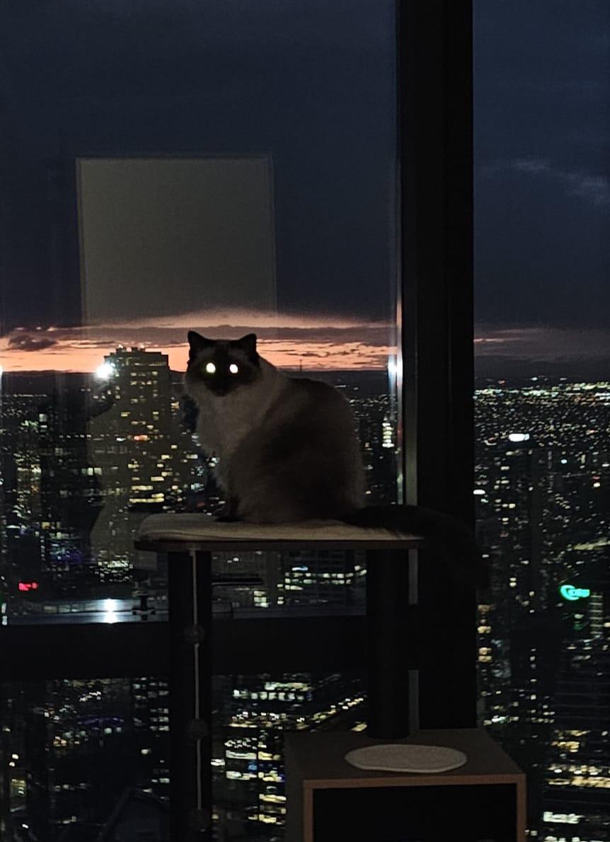 Highest cat in Melbourne? r/melbourne