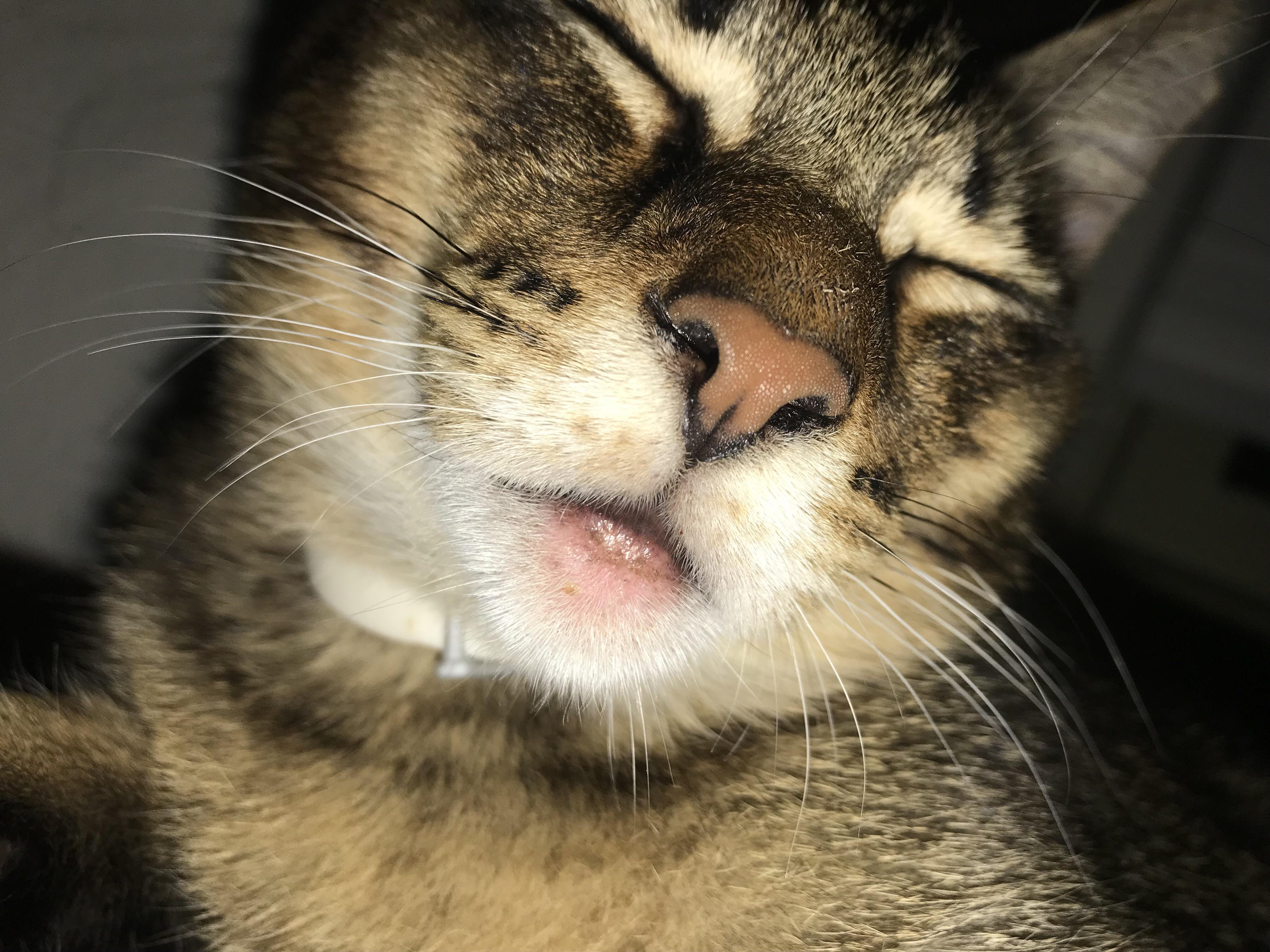 Is this car acne? I’ve read online that usually plastic food bowls are the cause and I have