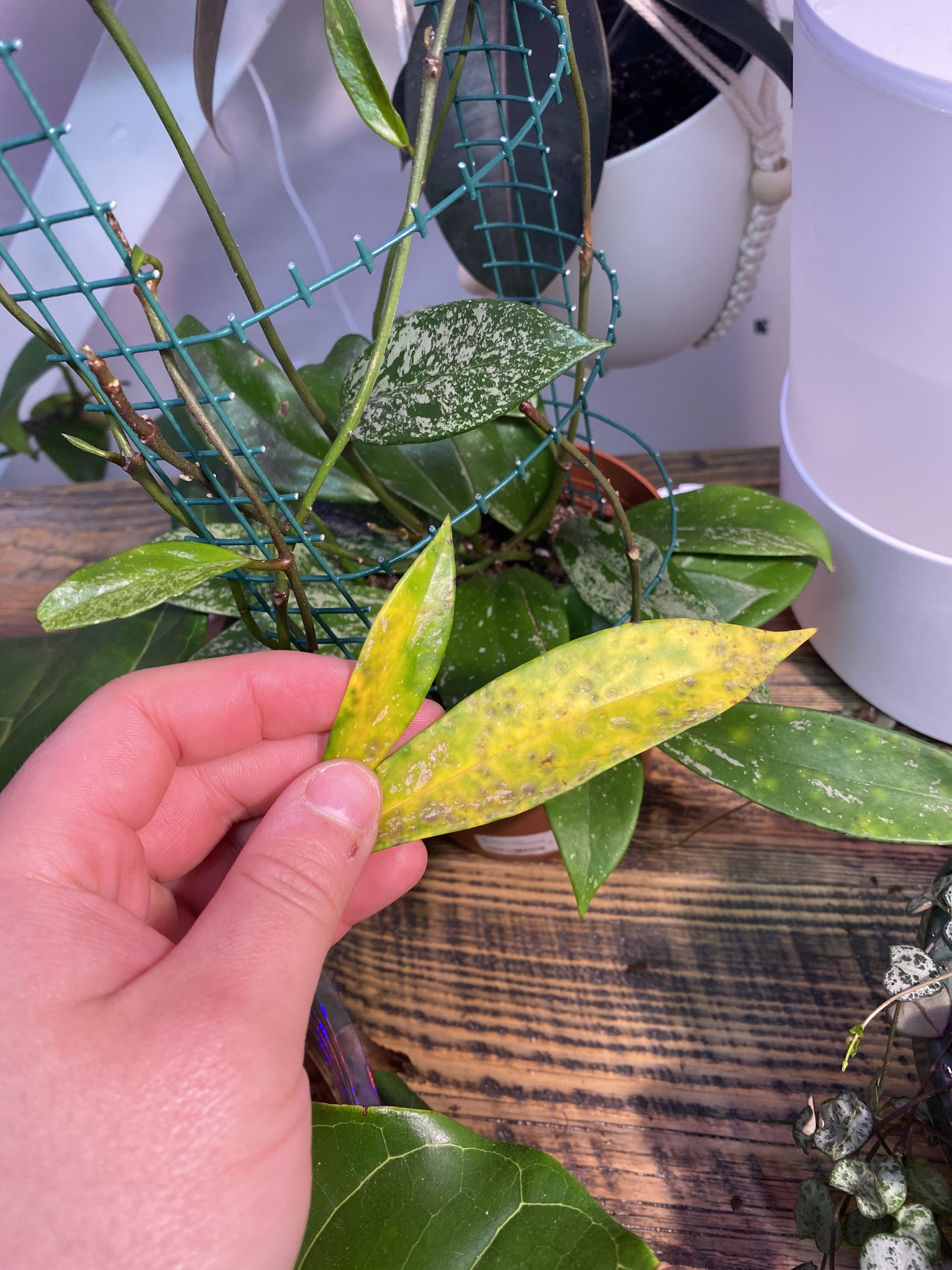 My Hoya pubicalyx has leaves that turn yellow with brown spots on them