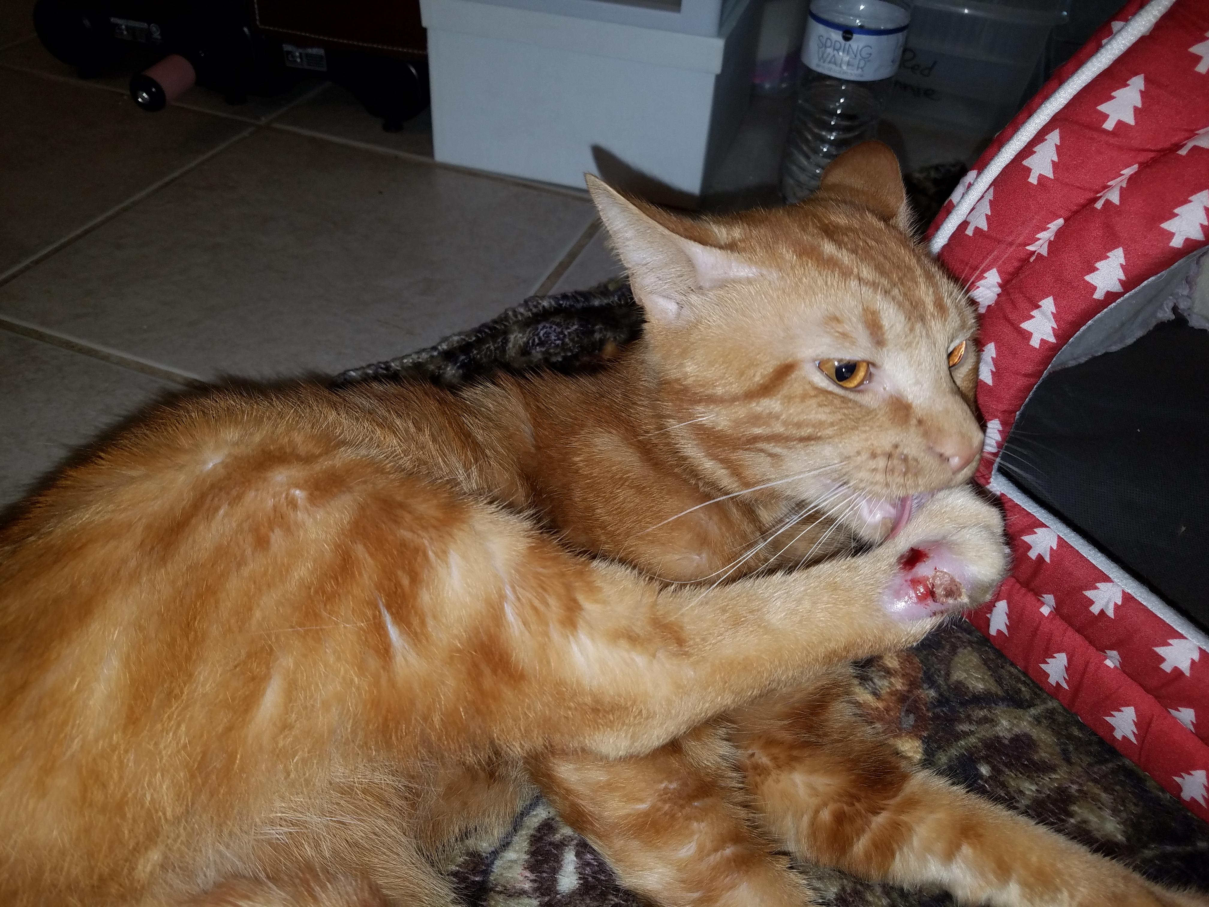 What vets work with injured feral cats affordably? r/Atlanta