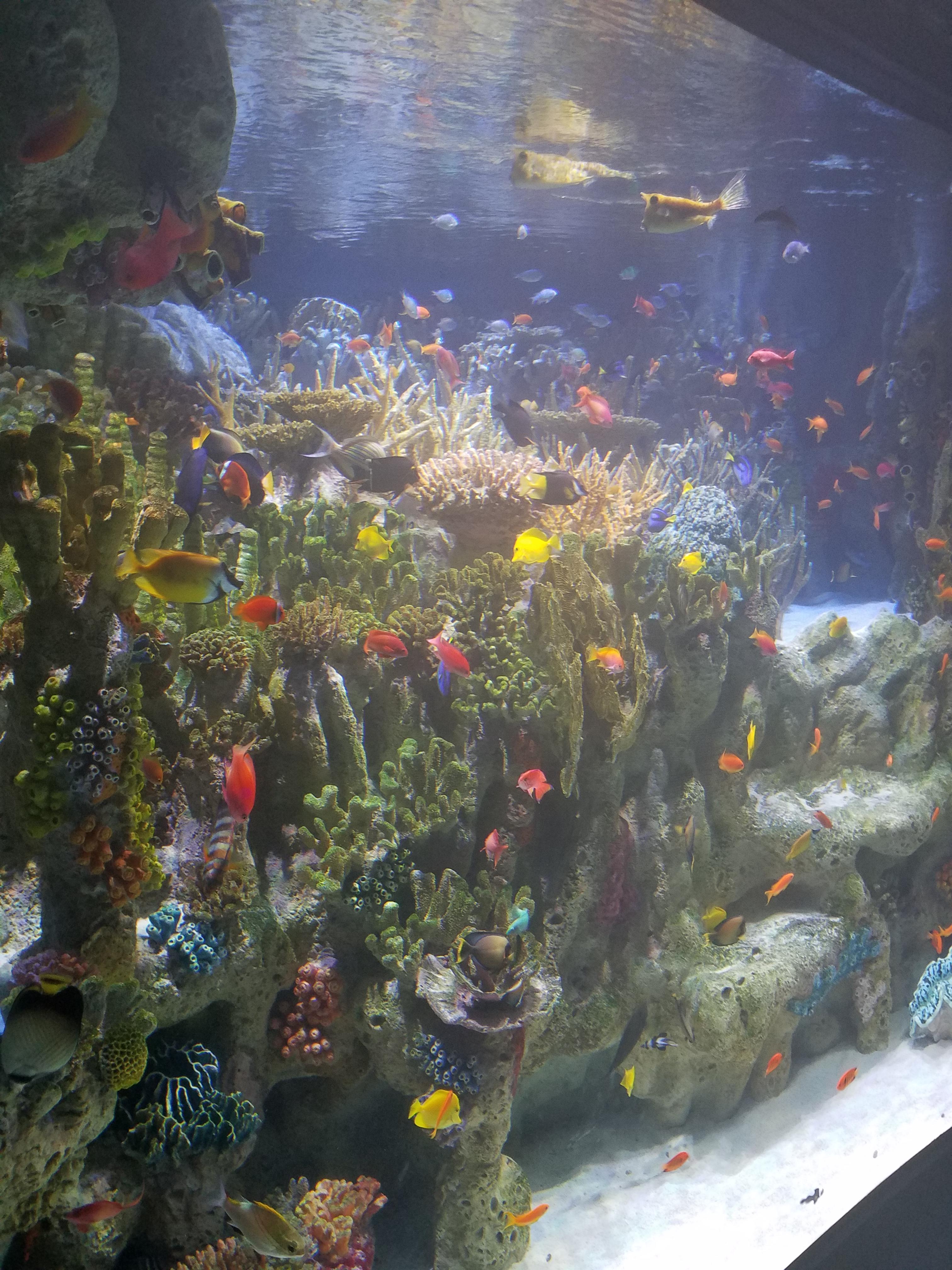 New England aquarium reef set up! r/Aquariums