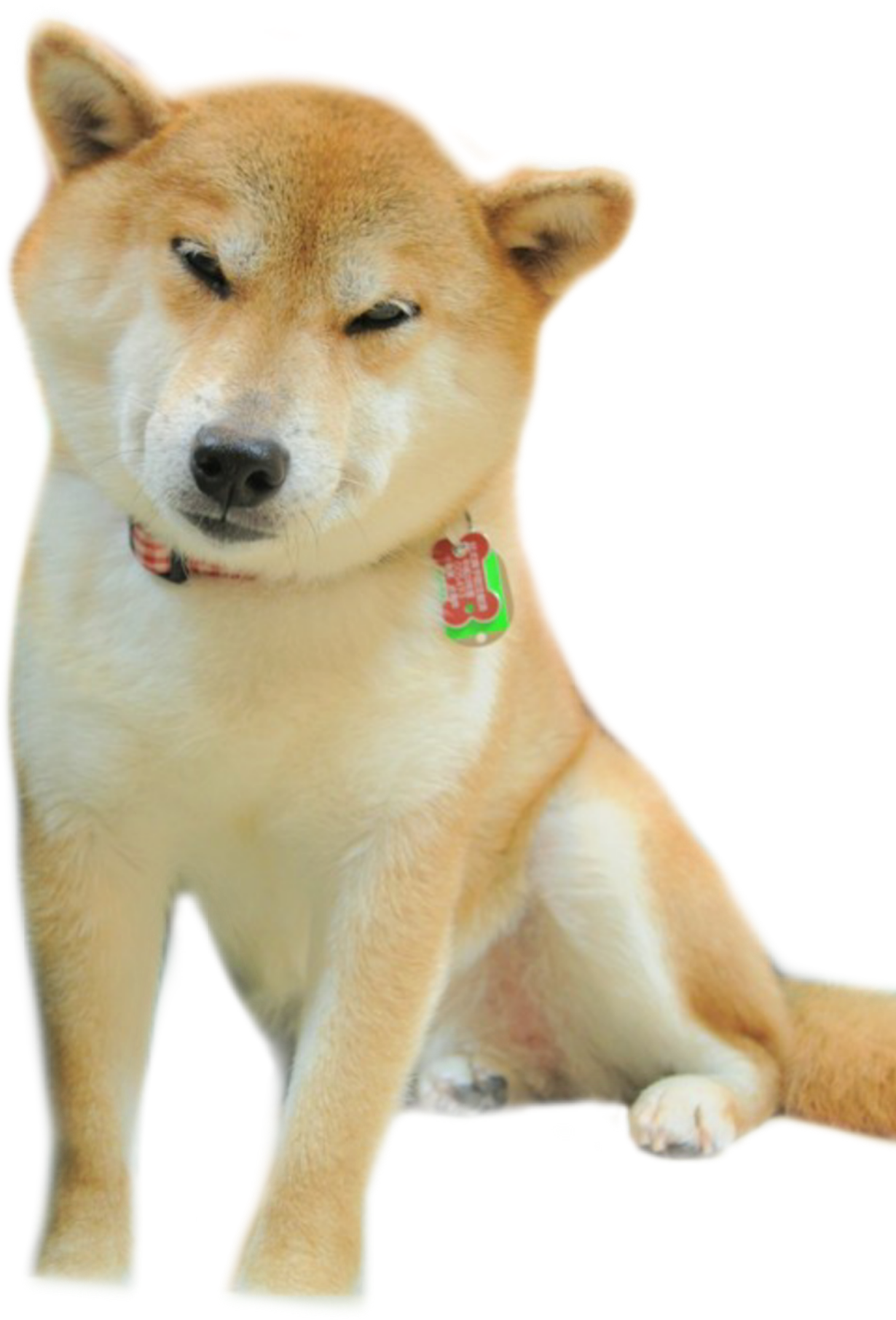 Doge Png Angry / Doge Transparent Png Images Stickpng The best gifs