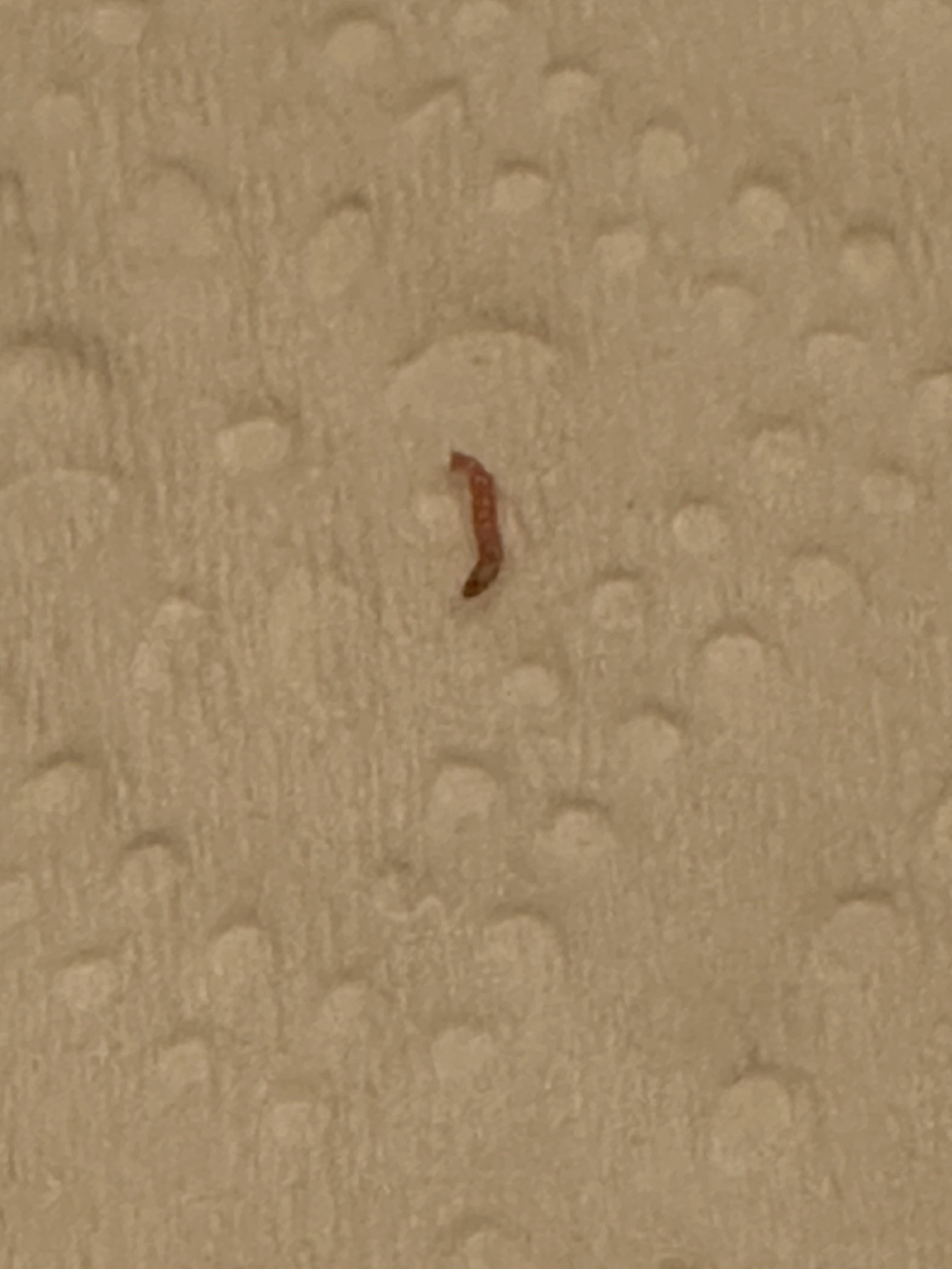 Quarantine tank parasite r/Aquariums