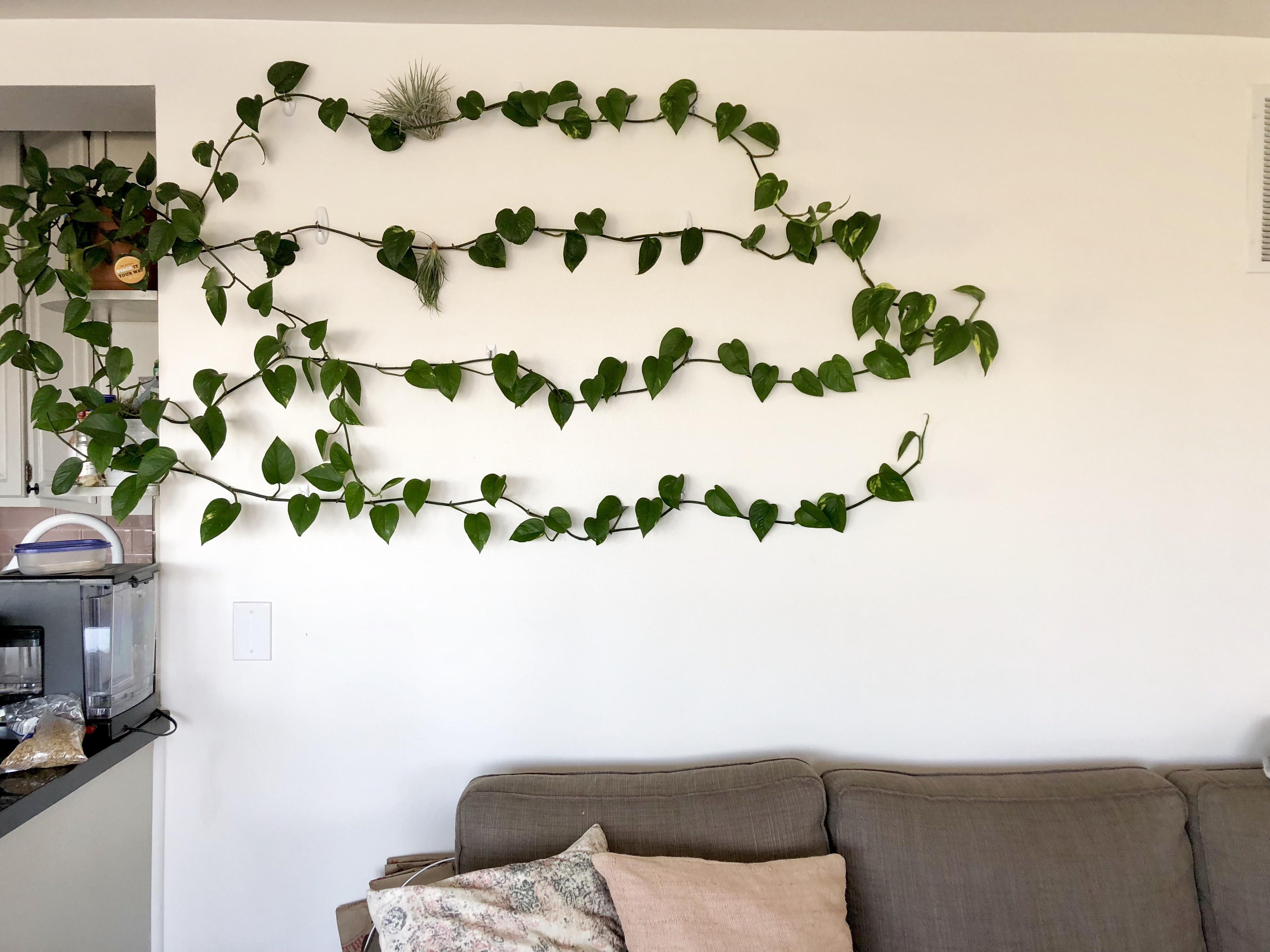 My pothos wall (and some air plants!) houseplants