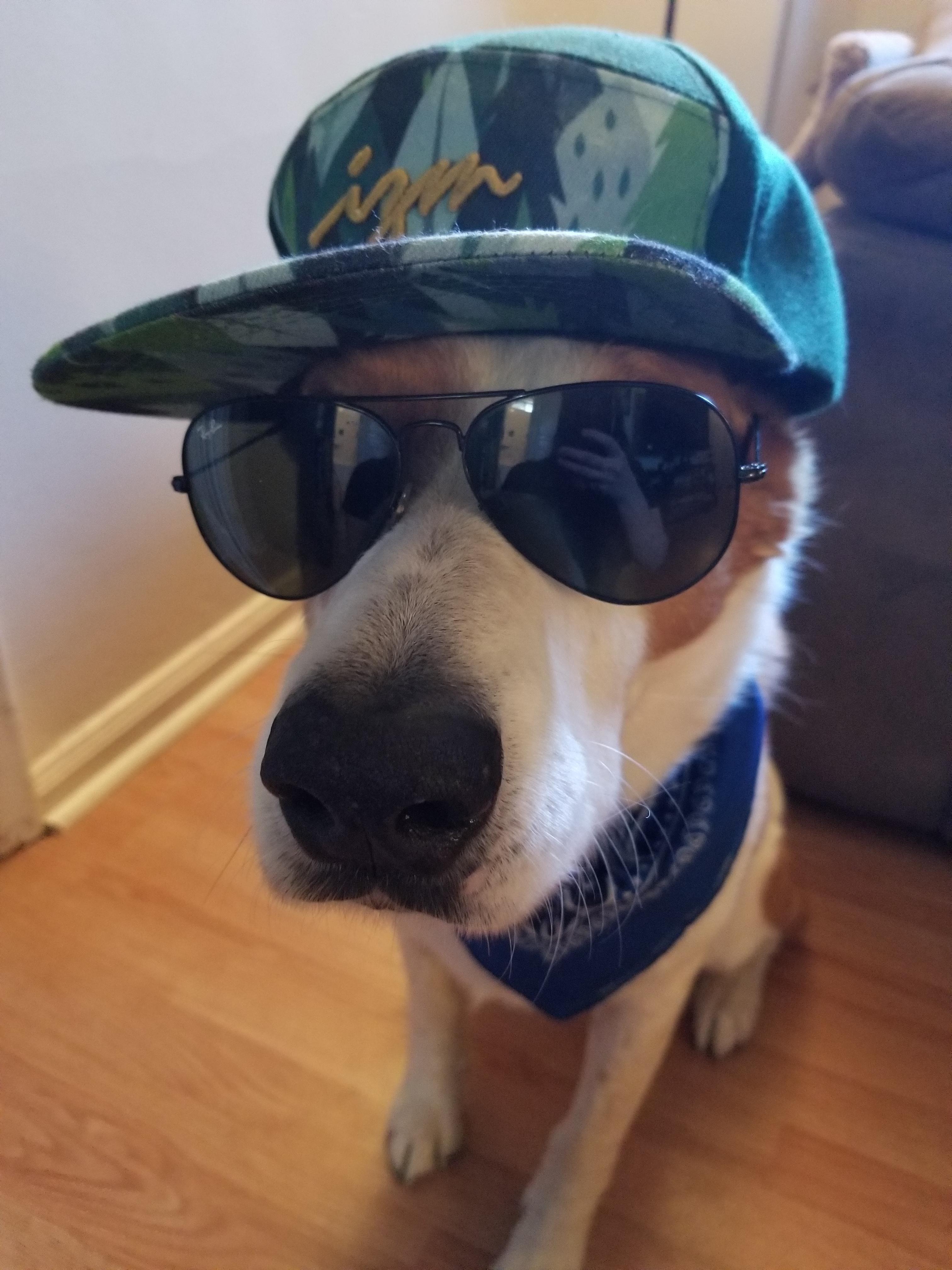 How Can I Tell If My Dog Is Getting Too Cool? r/dogswearinghats