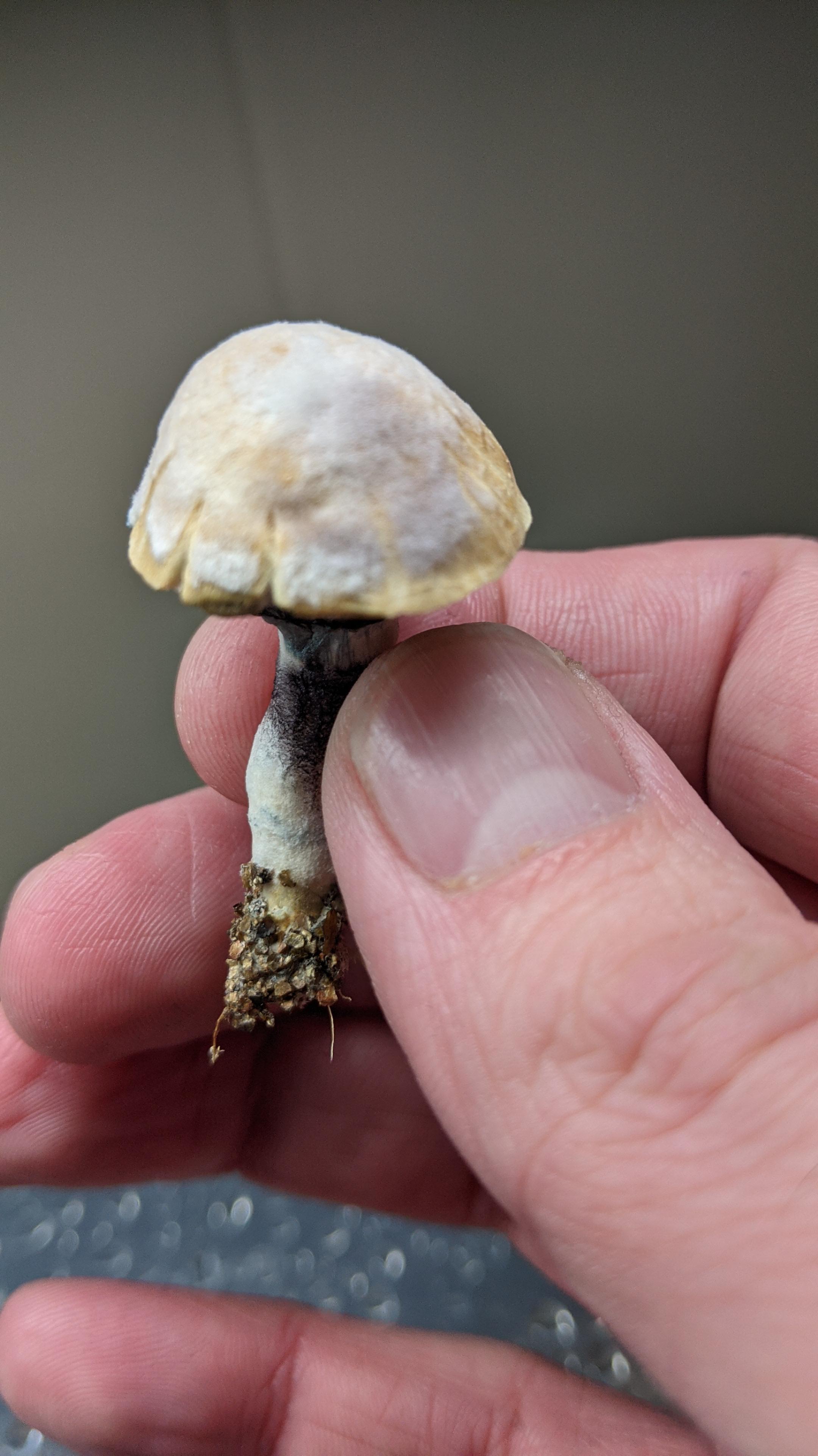 [Actives] What's this white powdery stuff on the cap of this B+? Grown